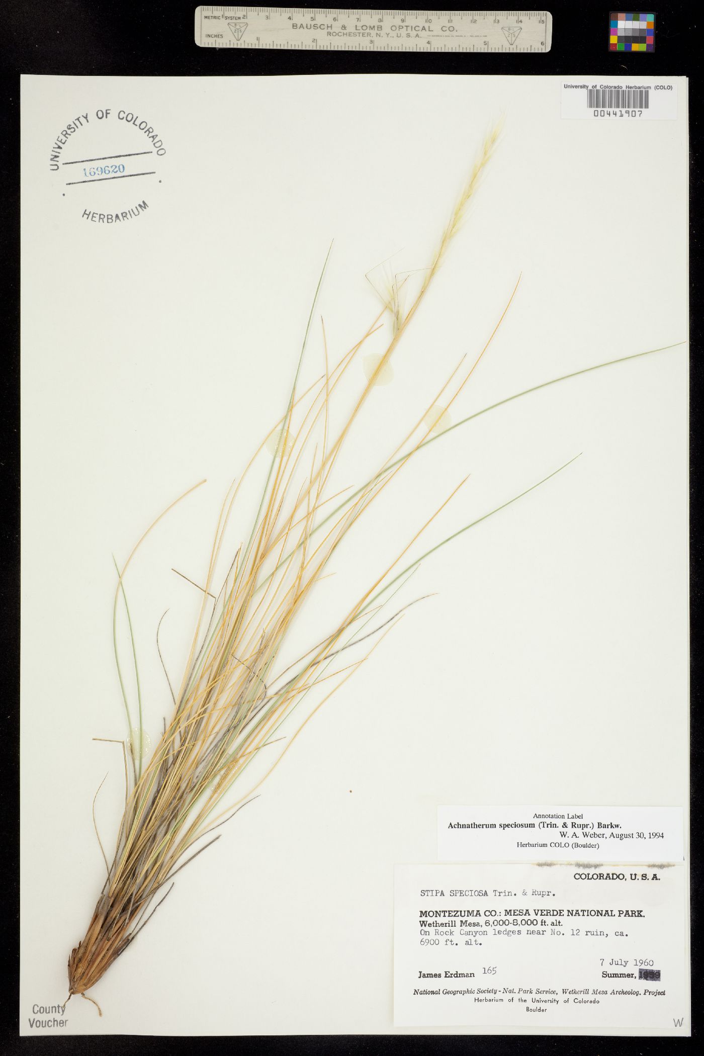 Pappostipa speciosa image