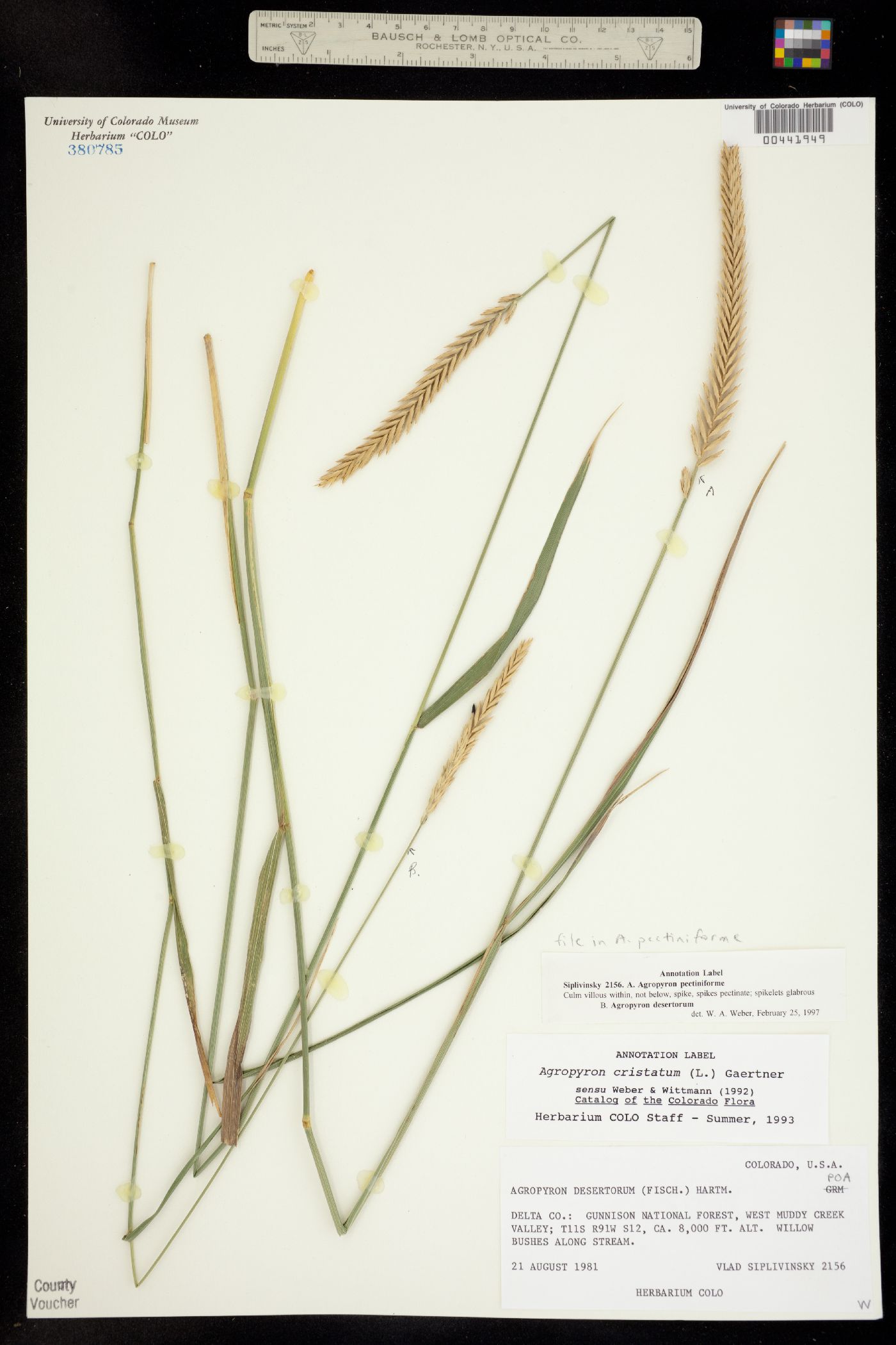 Agropyron cristatum ssp. pectinatum image