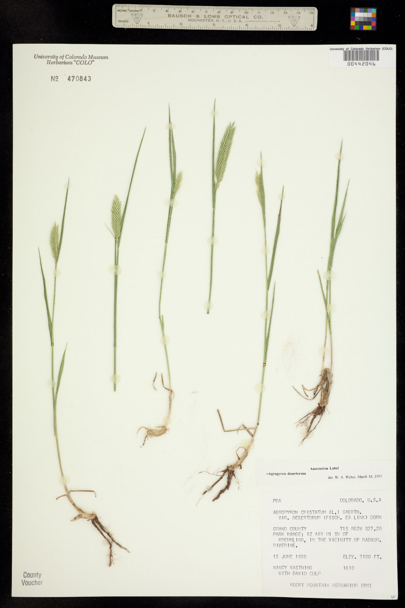 Agropyron desertorum image