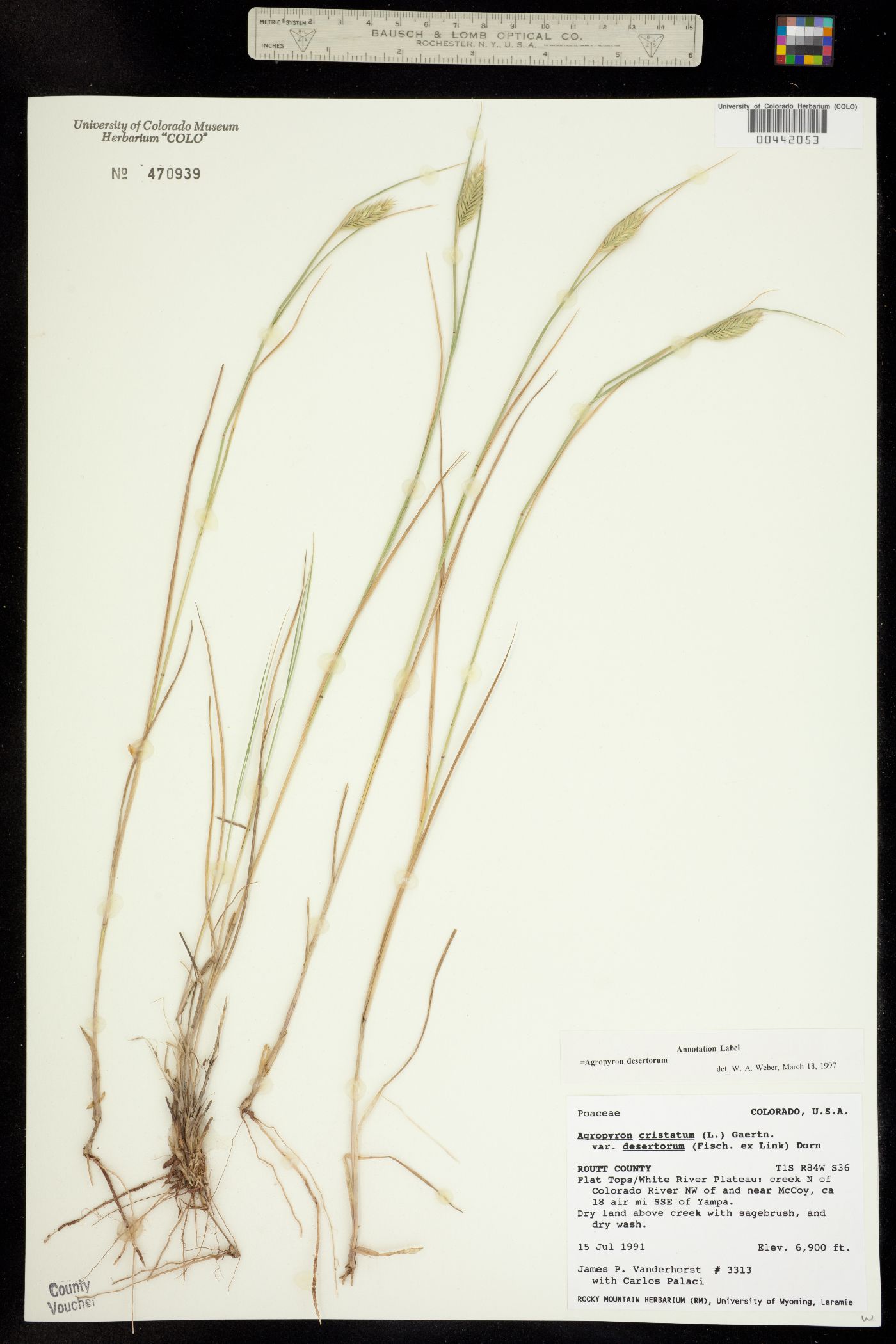 Agropyron desertorum image