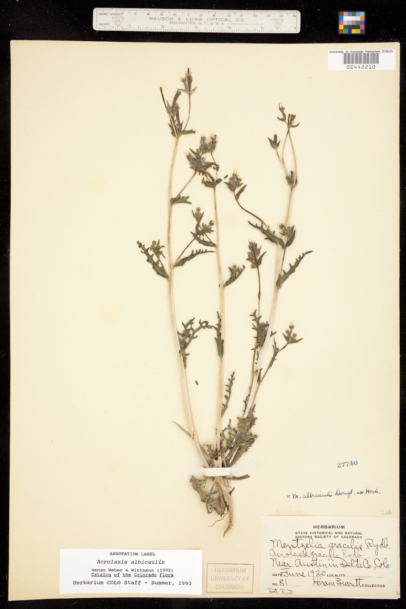 Mentzelia albicaulis image