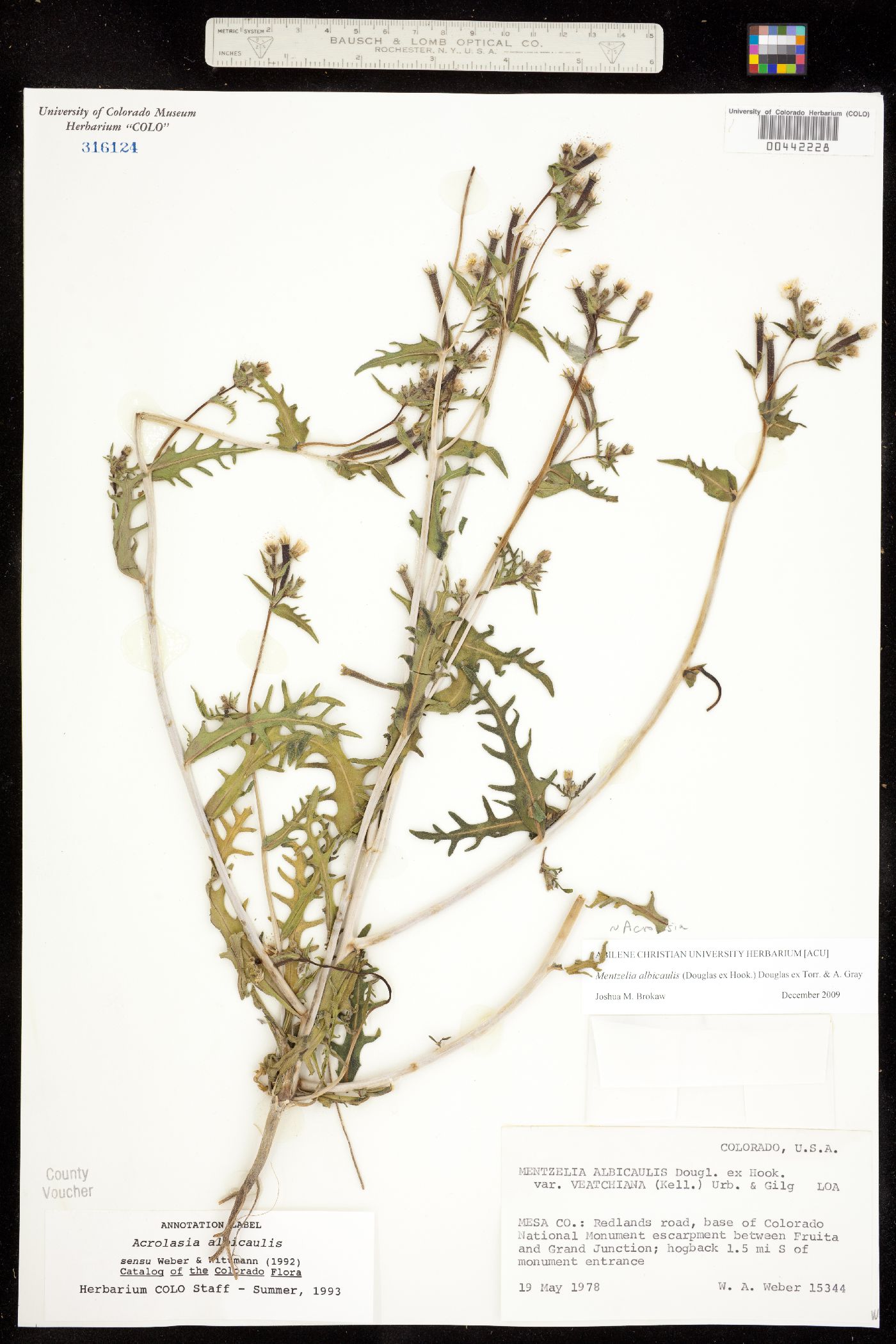 Mentzelia albicaulis image