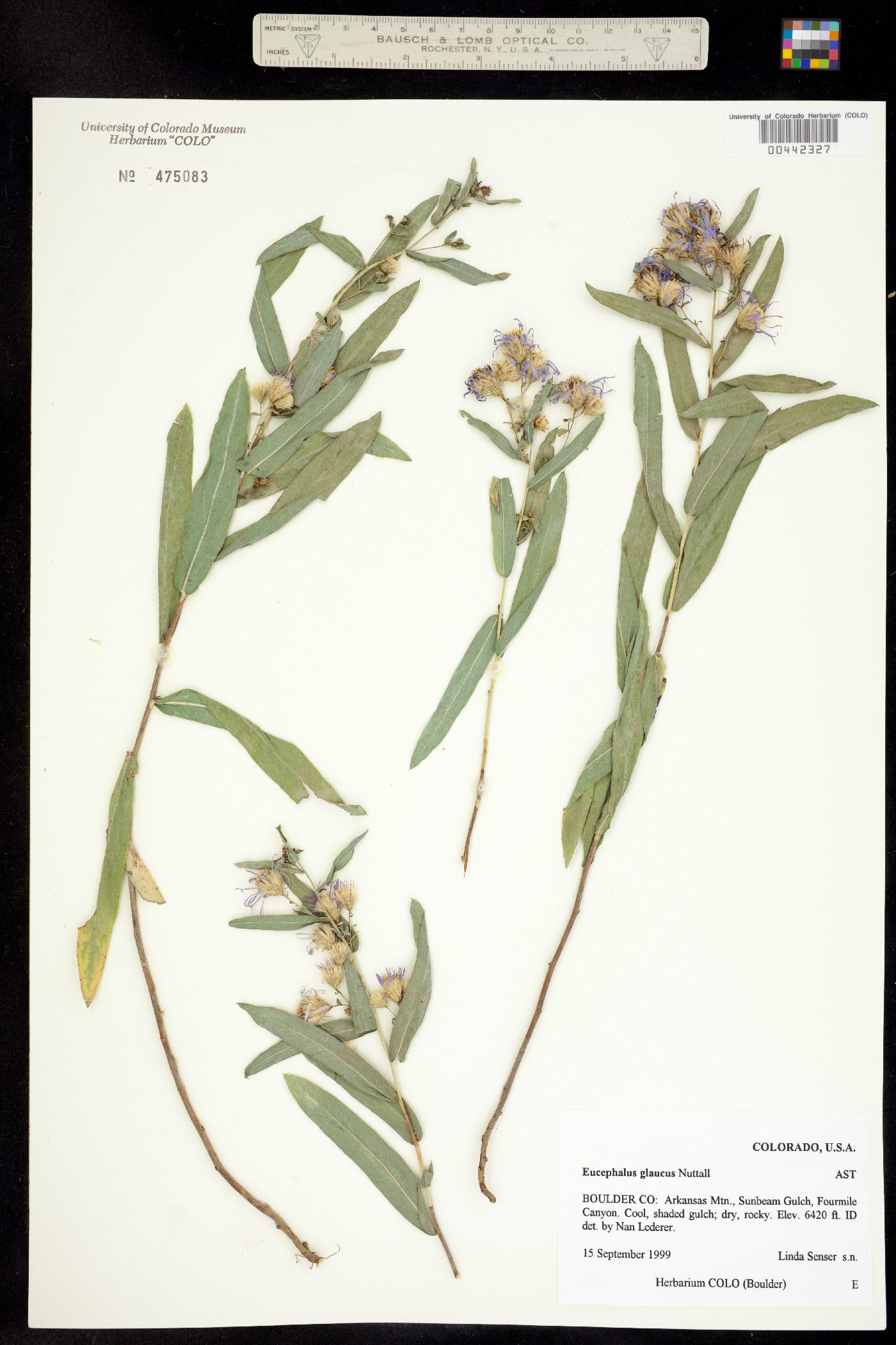 Herrickia glauca image