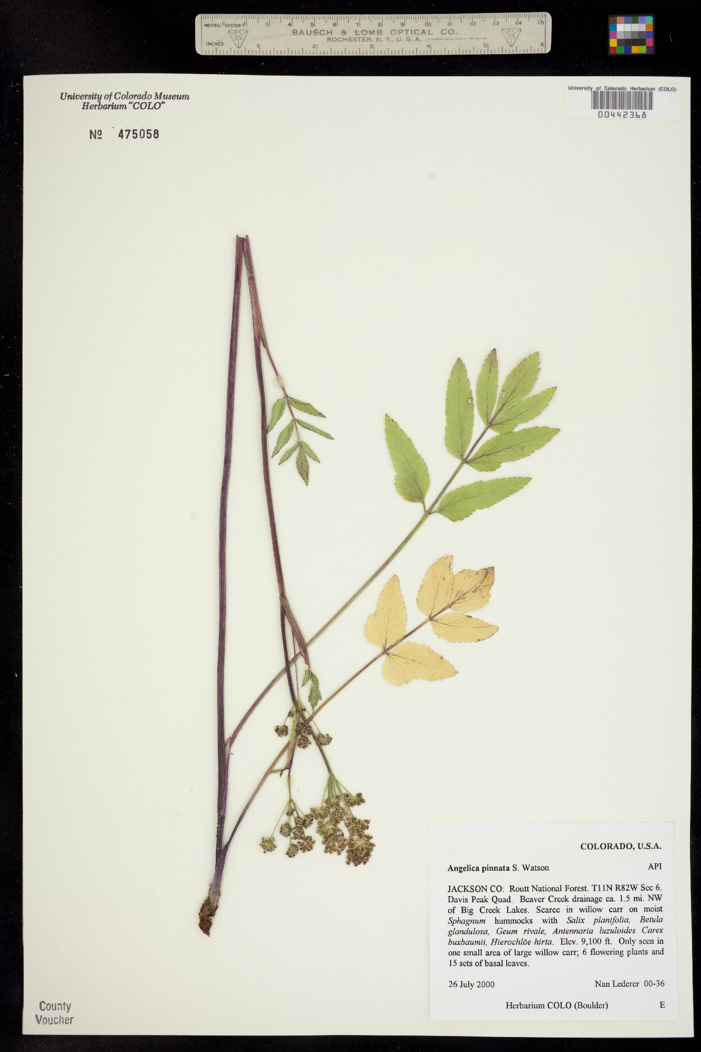 Angelica pinnata image