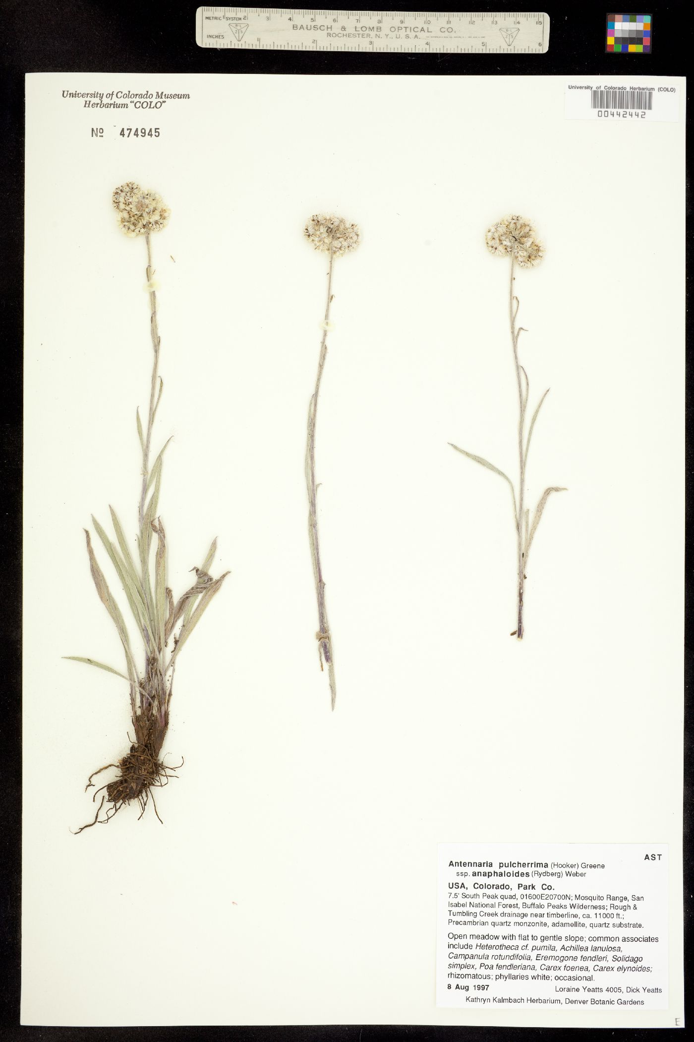 Antennaria pulcherrima image