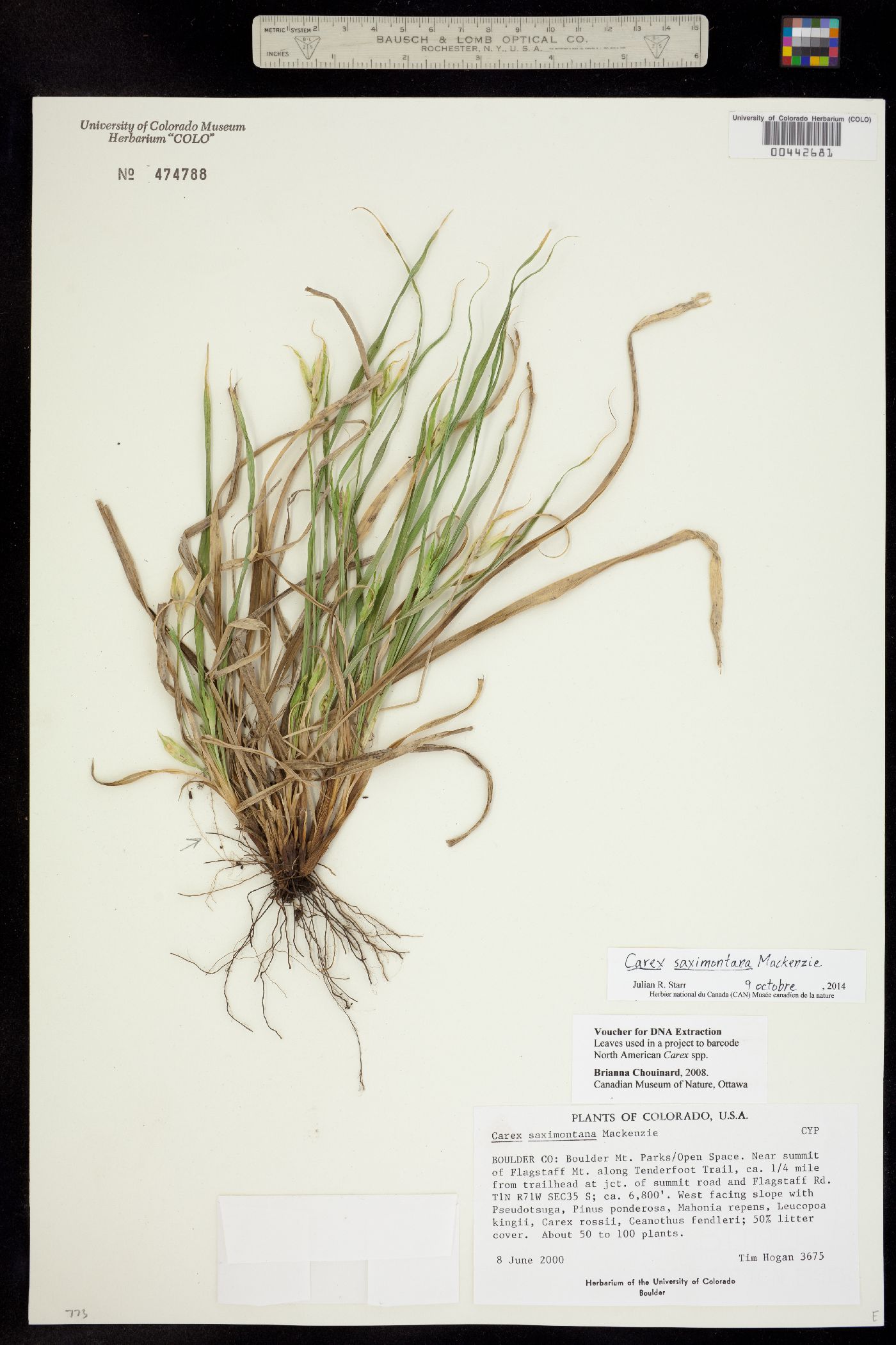 Carex saximontana image