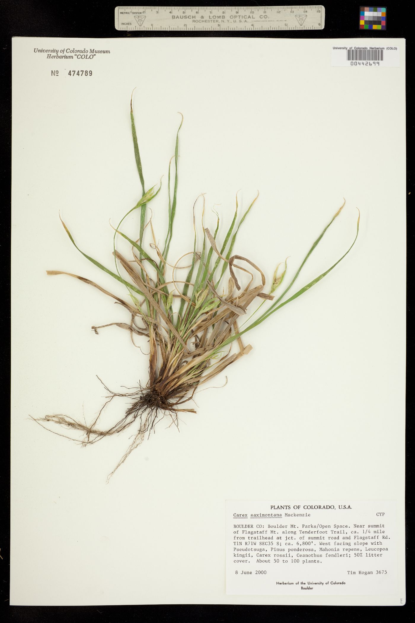 Carex saximontana image