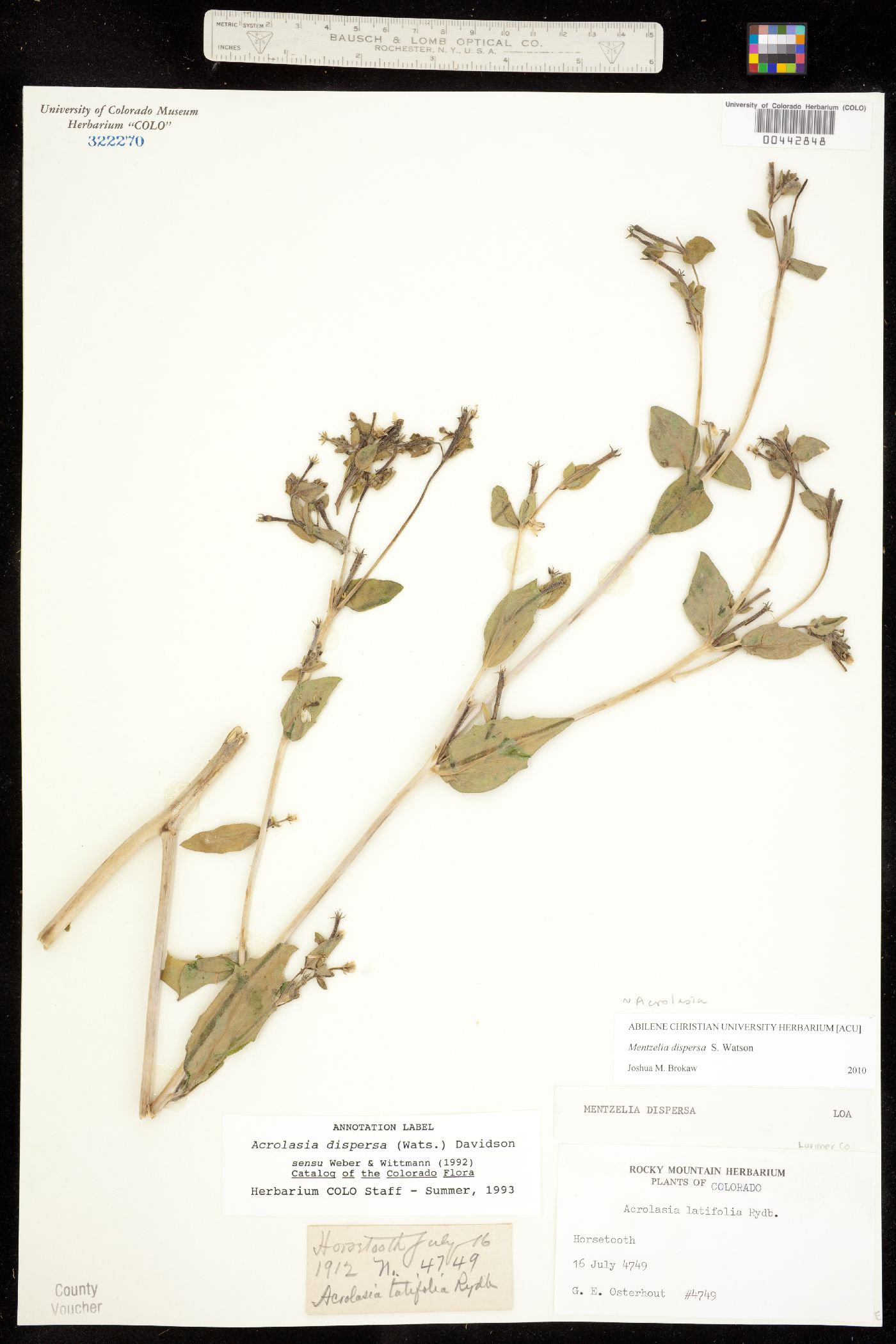 Acrolasia dispersa image