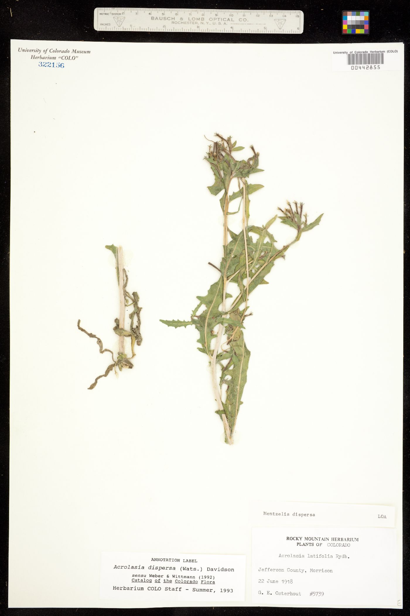 Acrolasia dispersa image
