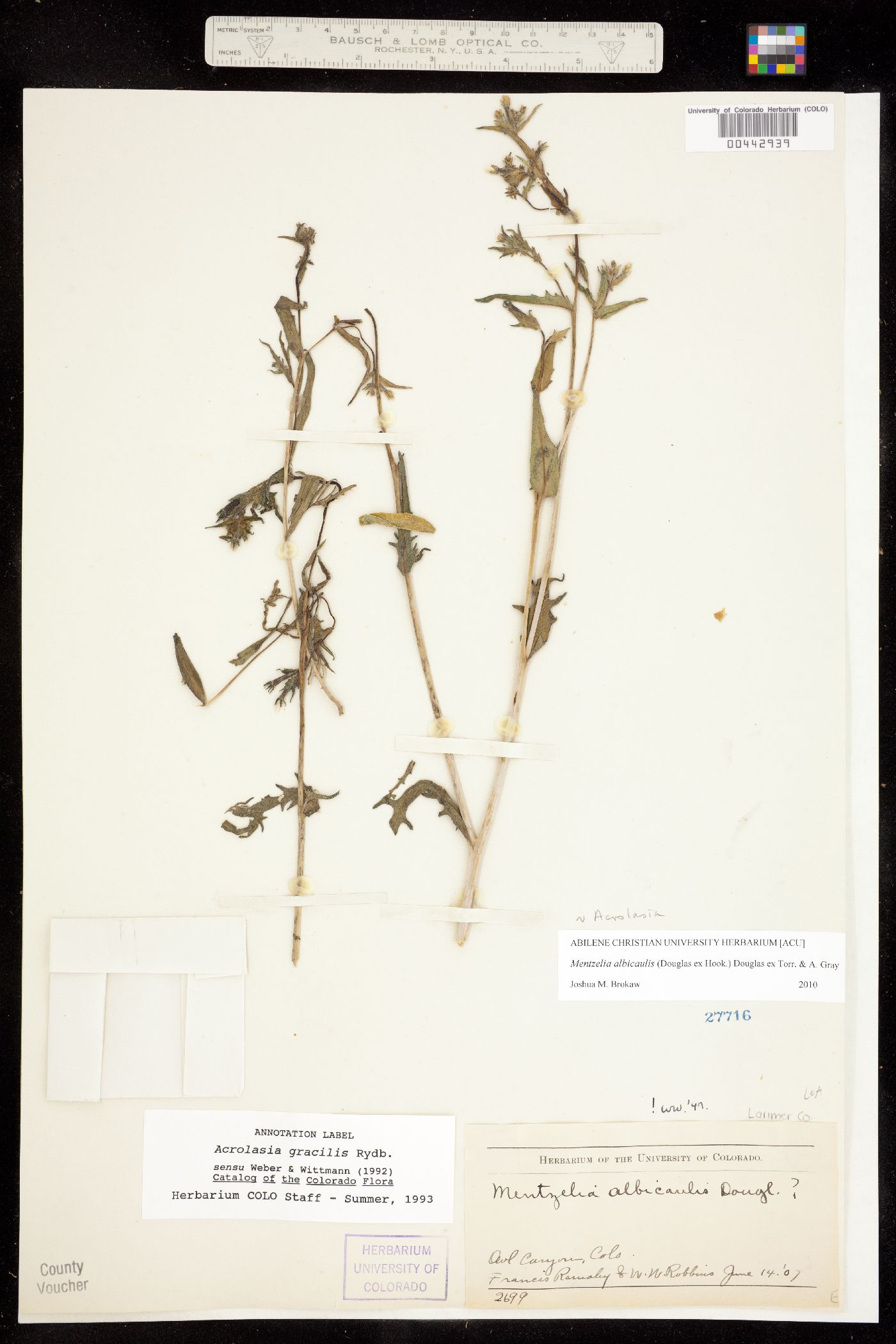 Mentzelia albicaulis image