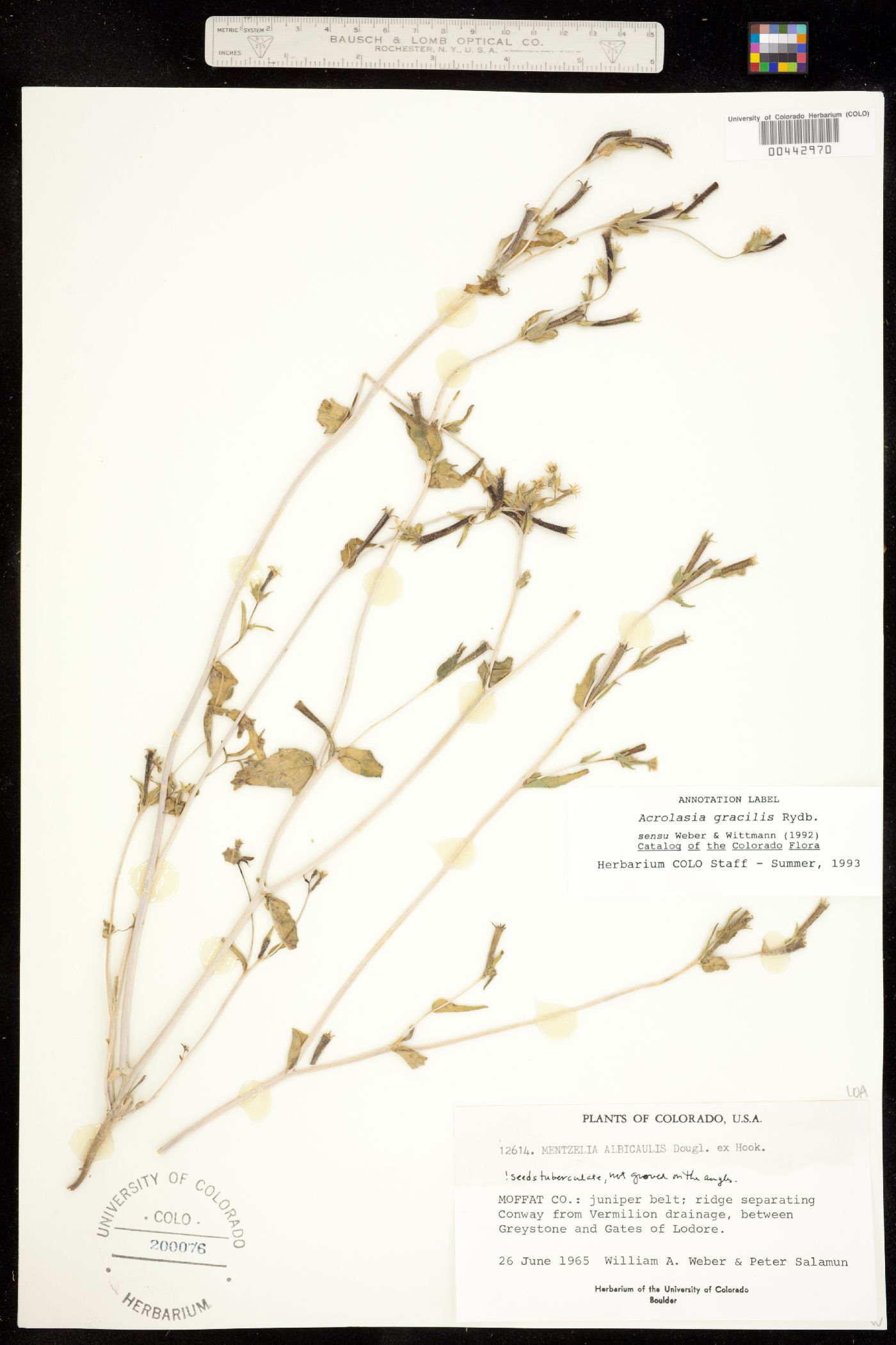 Mentzelia albicaulis image