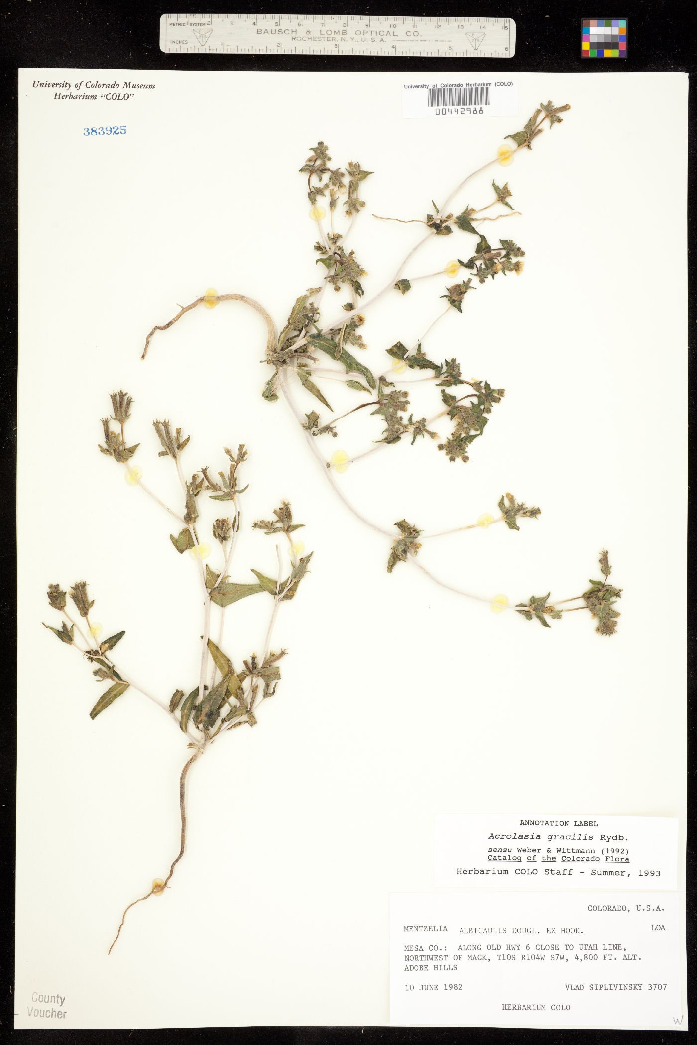 Mentzelia albicaulis image