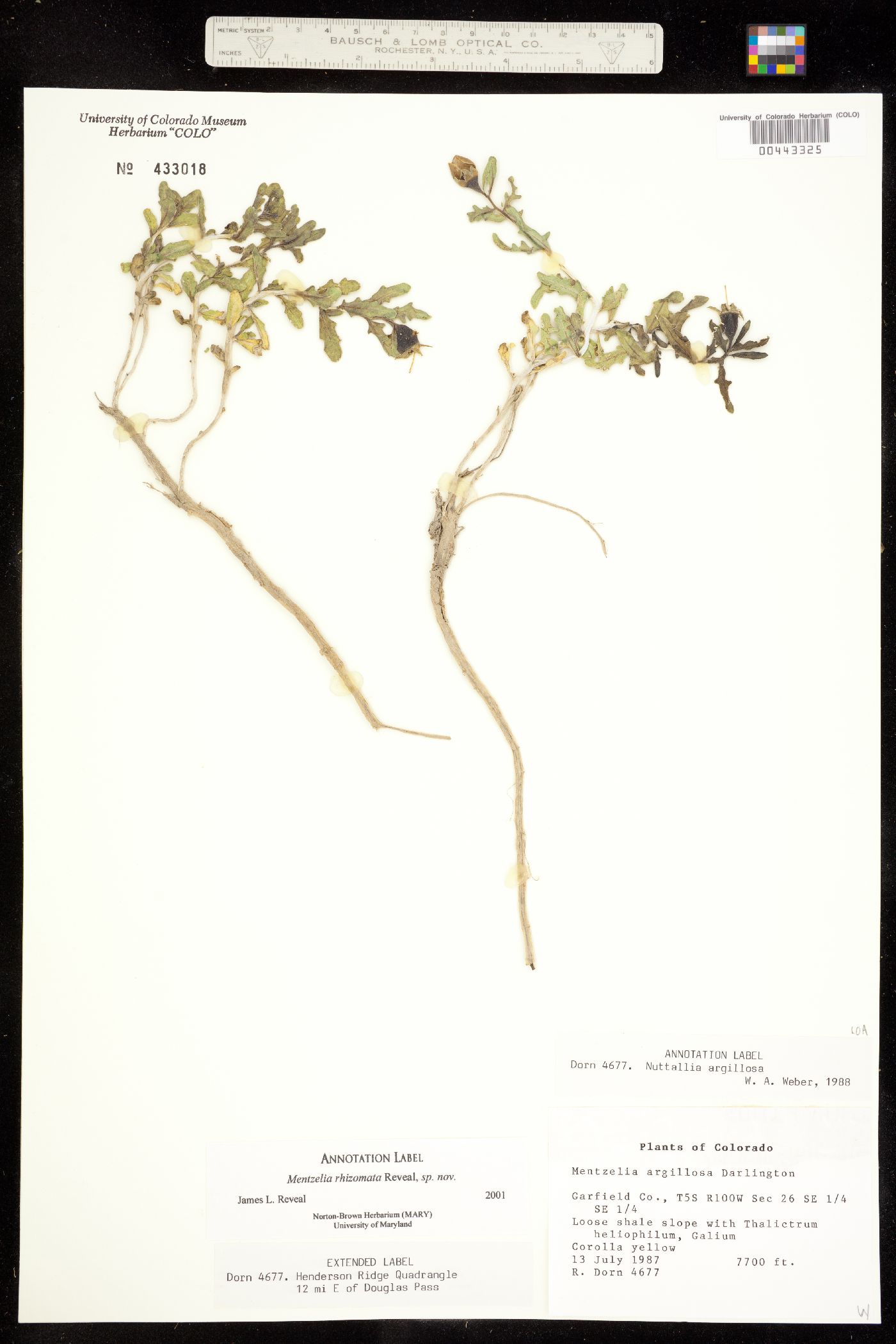 Mentzelia argillosa image