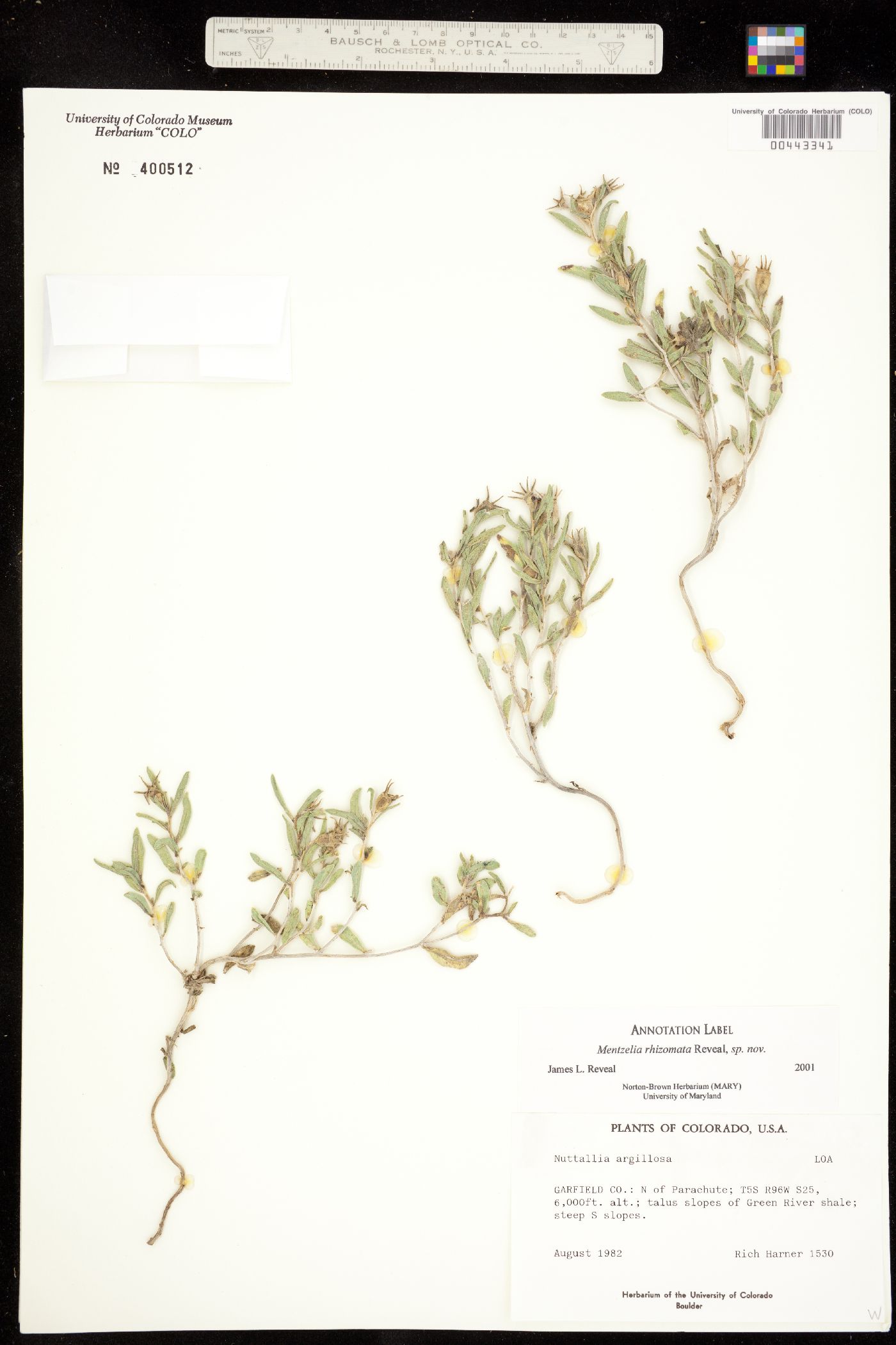 Loasaceae image