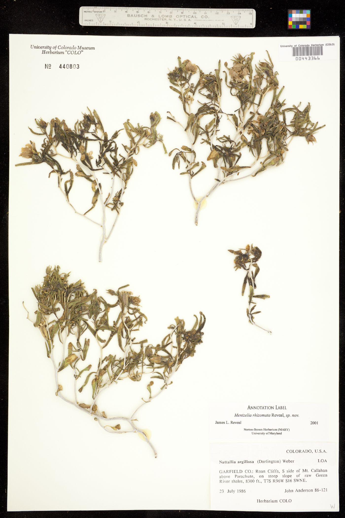 Mentzelia argillosa image
