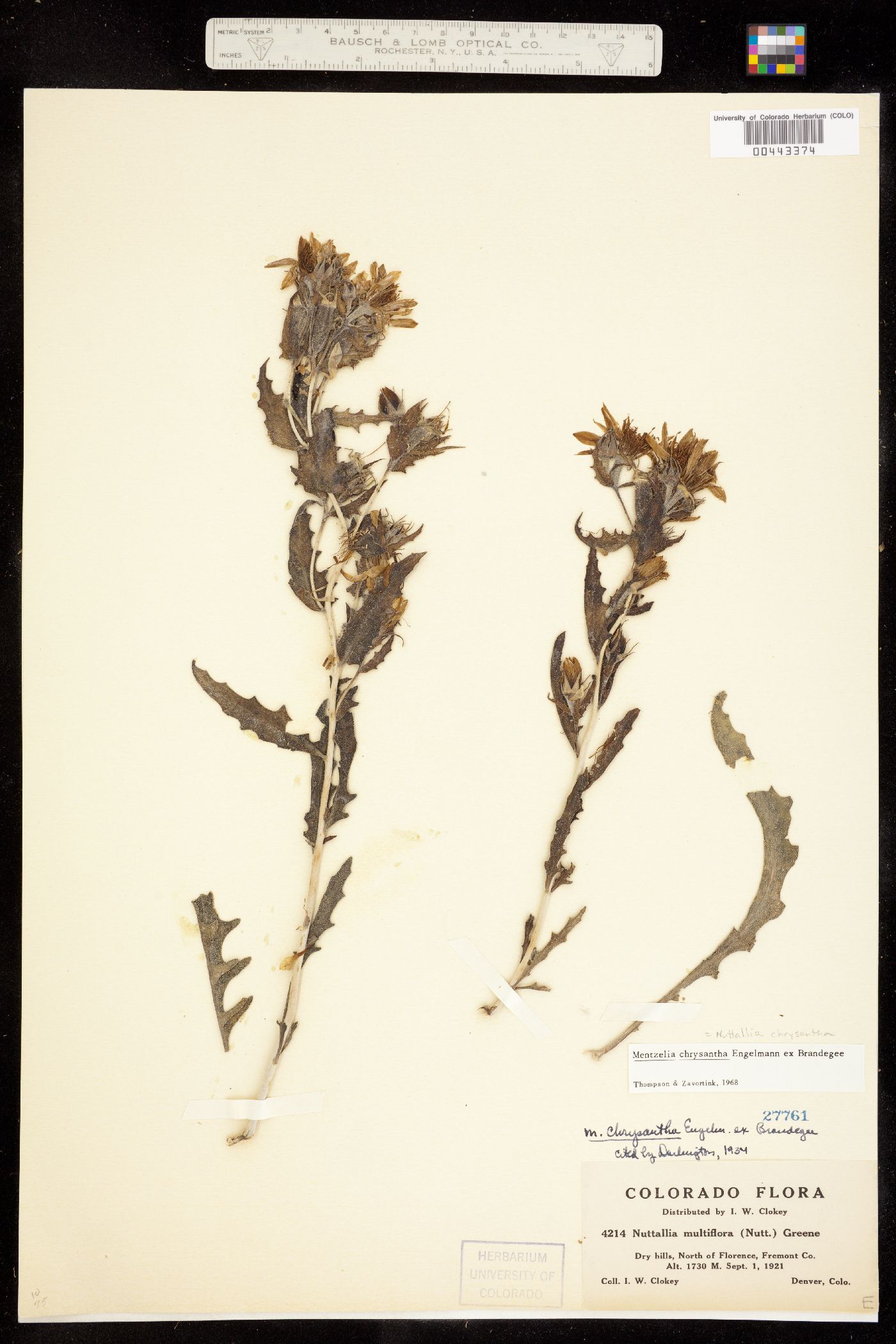Mentzelia chrysantha image