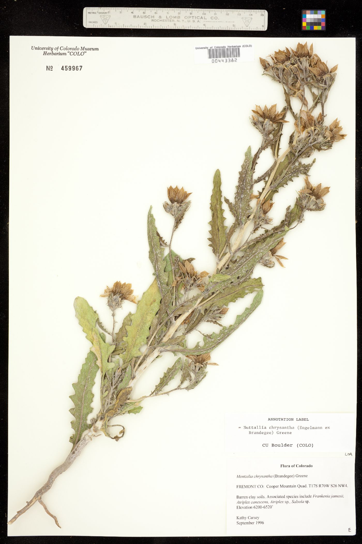Mentzelia chrysantha image