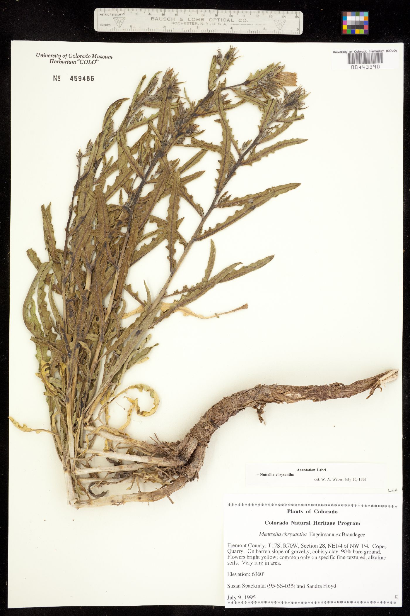 Mentzelia chrysantha image