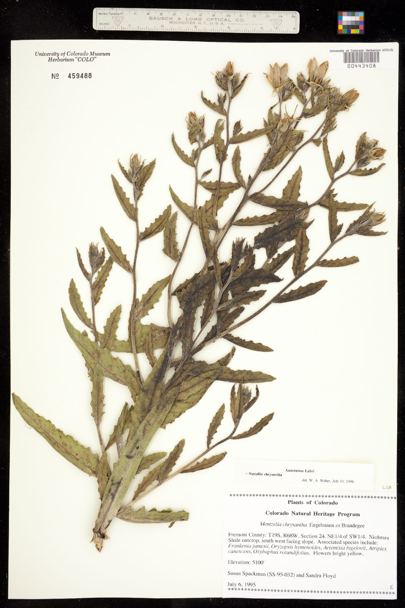 Mentzelia chrysantha image