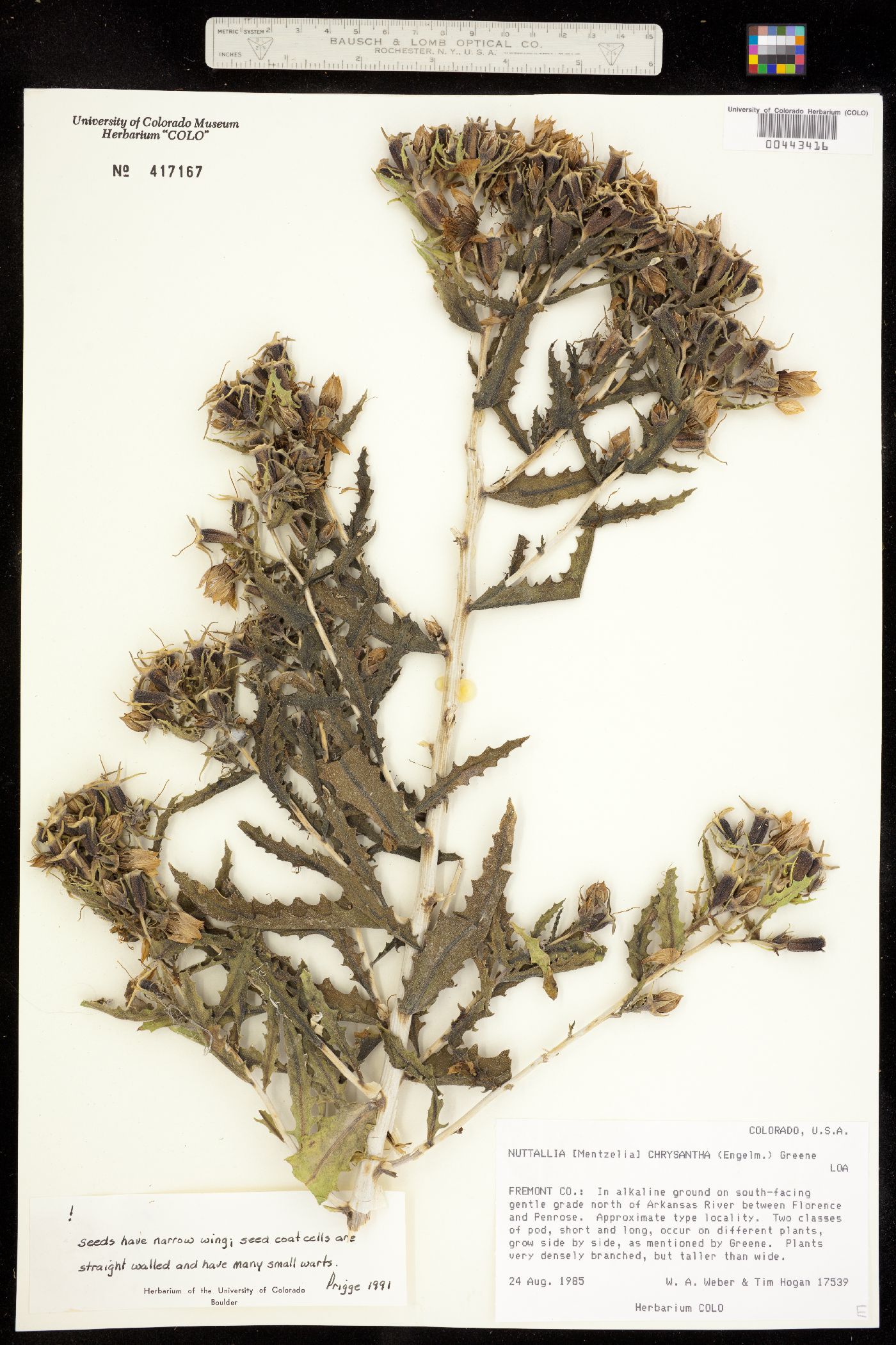 Mentzelia chrysantha image