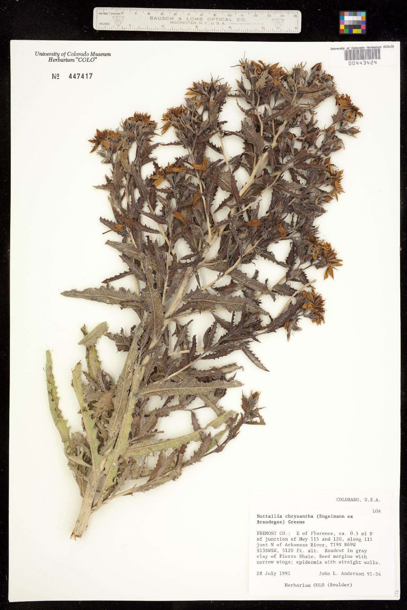 Mentzelia chrysantha image