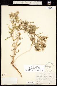 Mentzelia cronquistii image