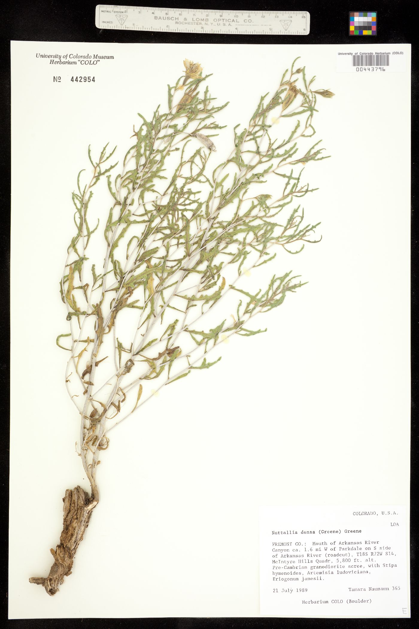 Mentzelia densa image