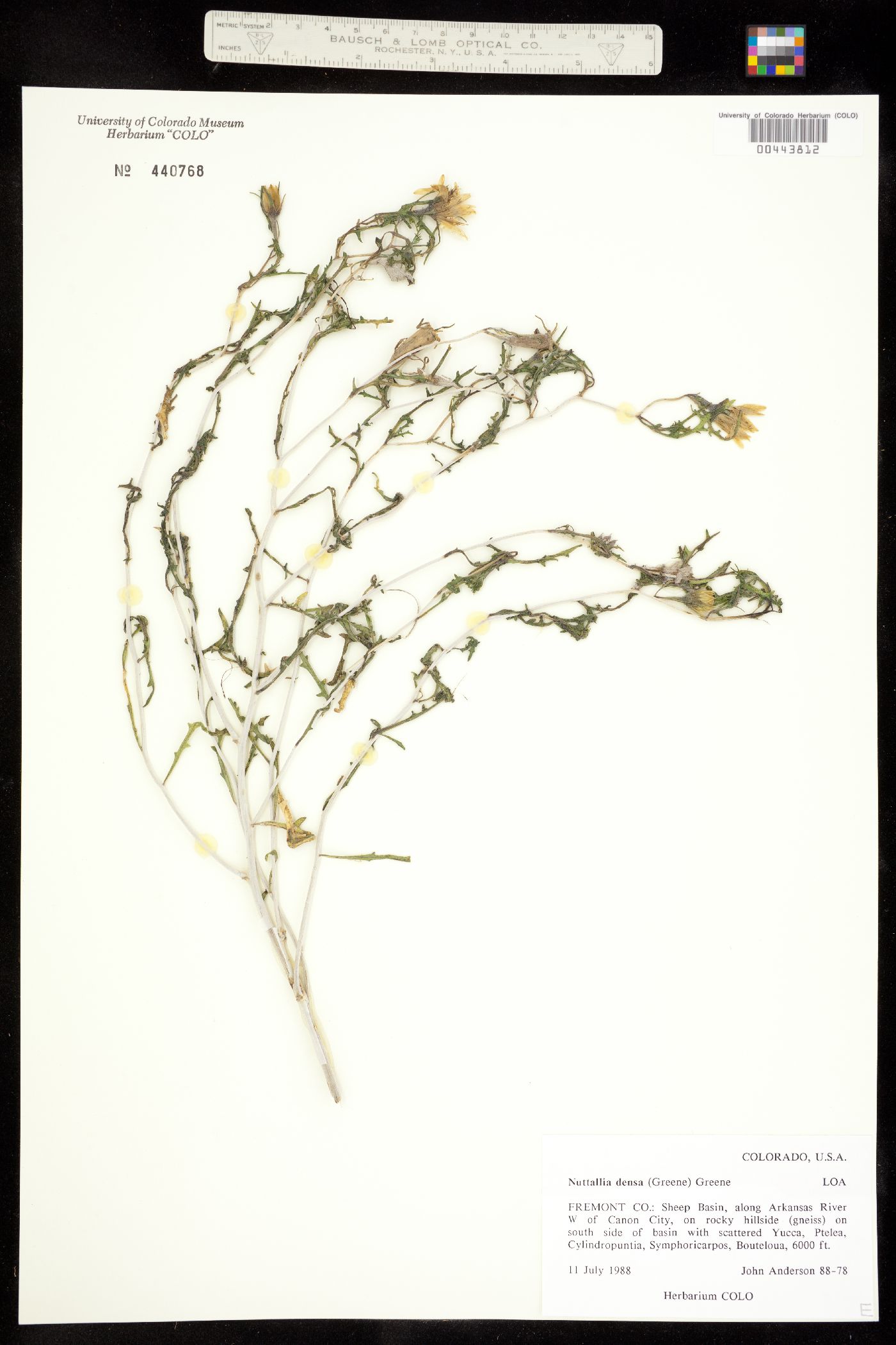 Mentzelia densa image