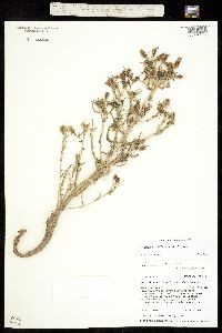 Nuttallia multiflora image