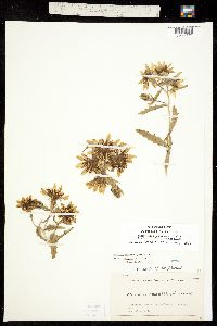 Nuttallia multiflora image
