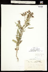 Mentzelia multiflora image