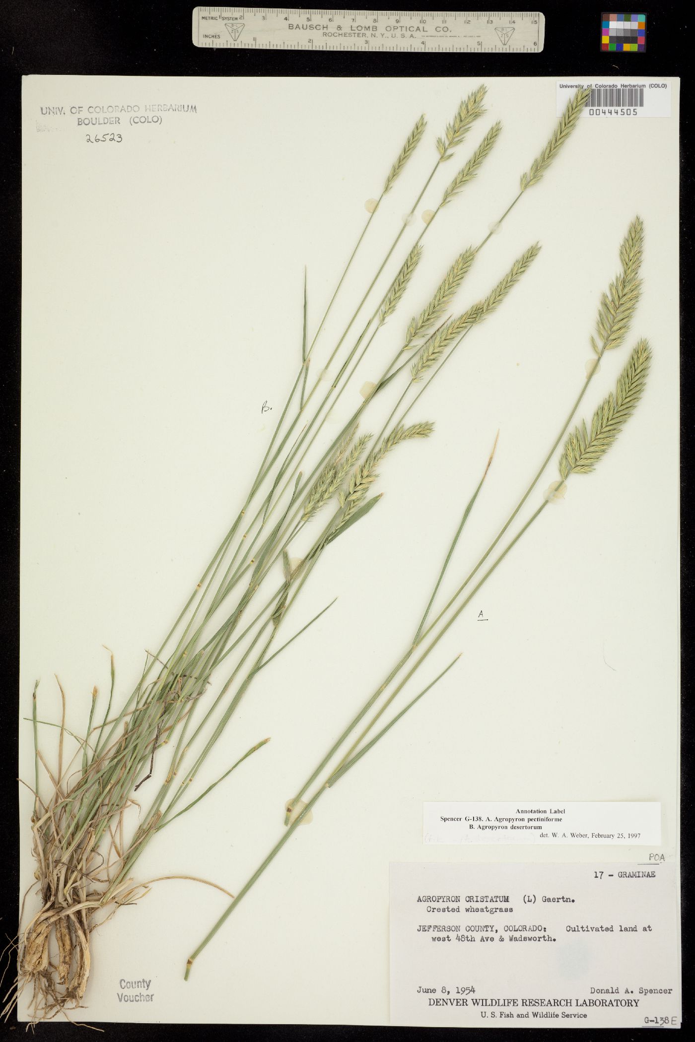 Agropyron cristatum image