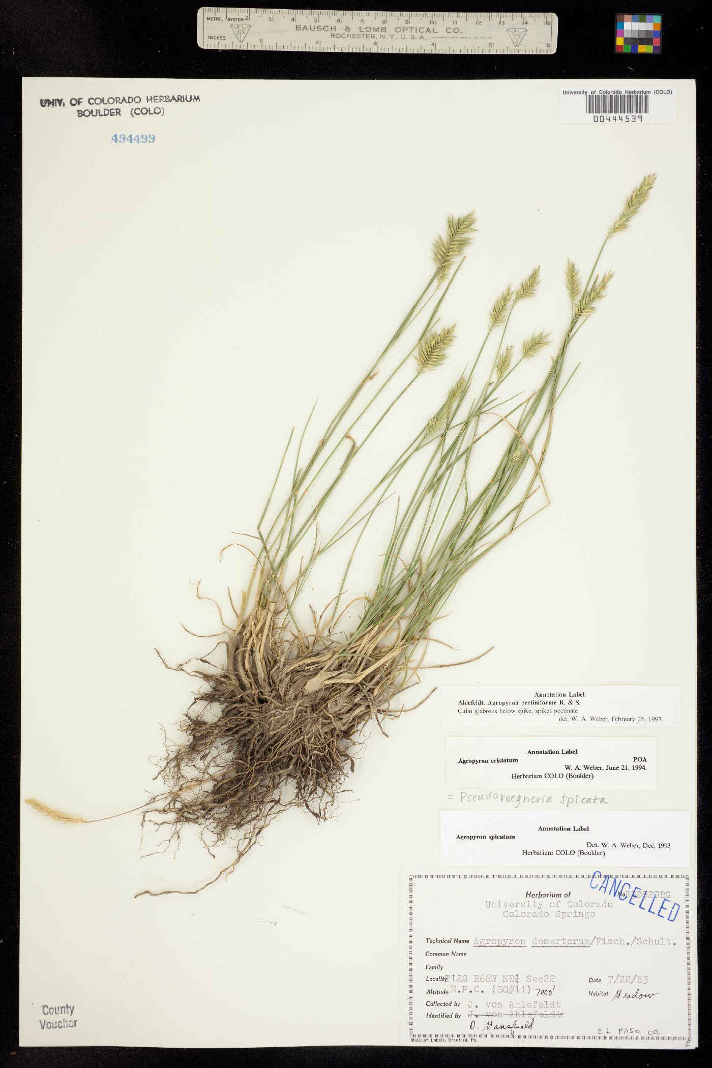 Agropyron cristatum image