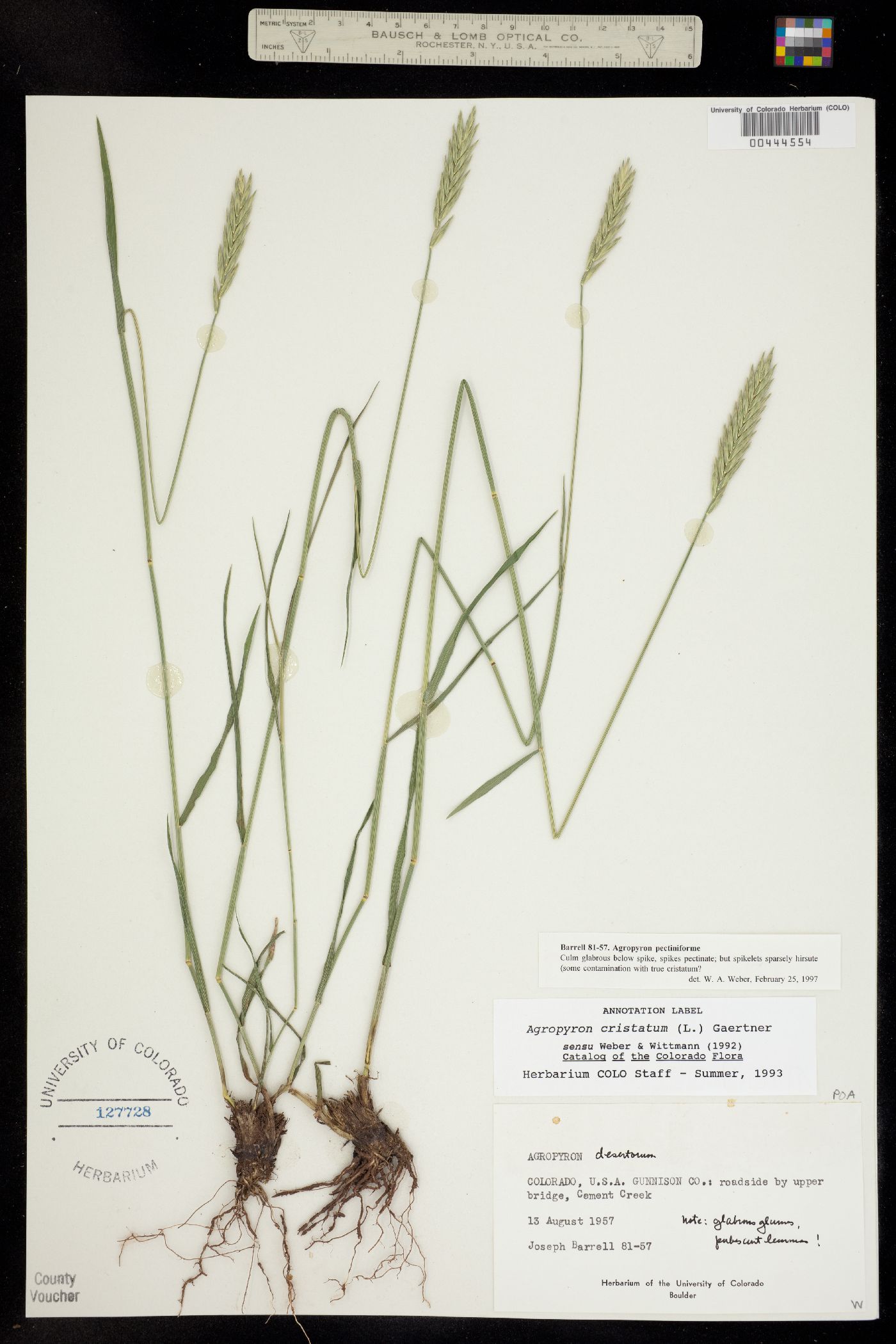 Agropyron cristatum ssp. pectinatum image