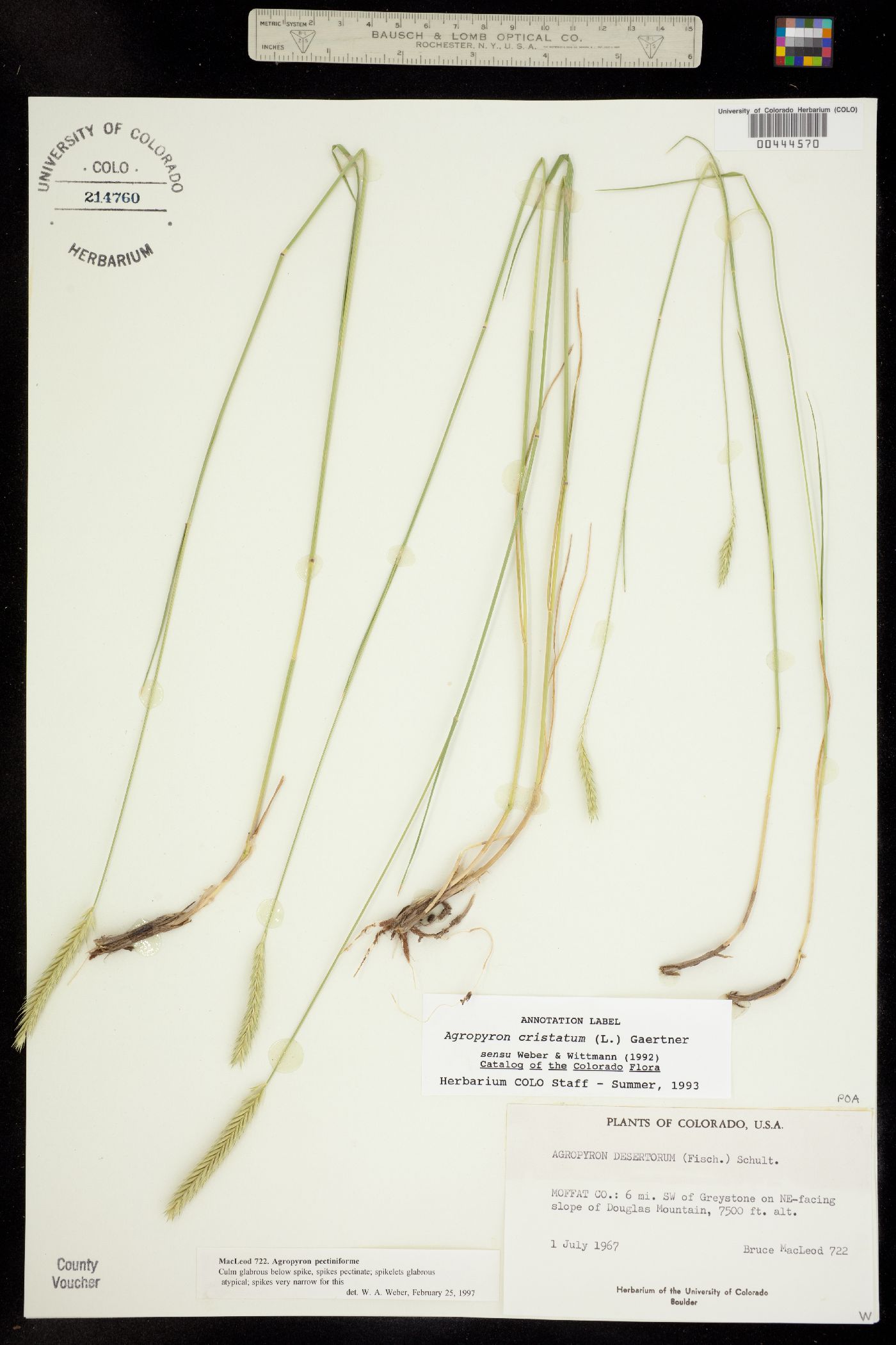 Agropyron cristatum ssp. pectinatum image