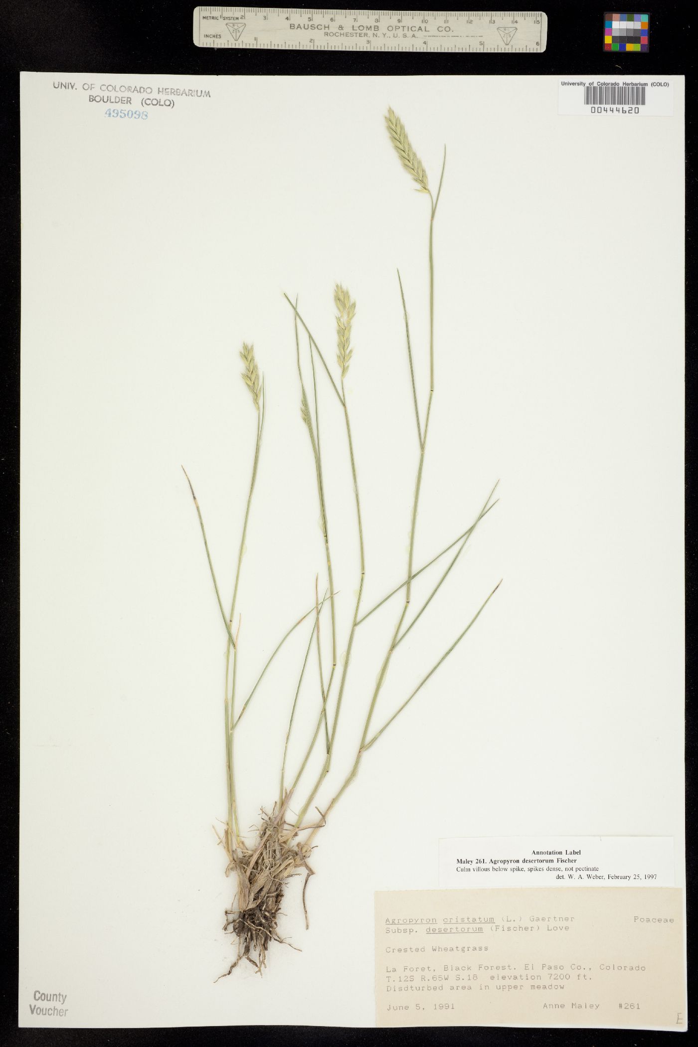 Agropyron image