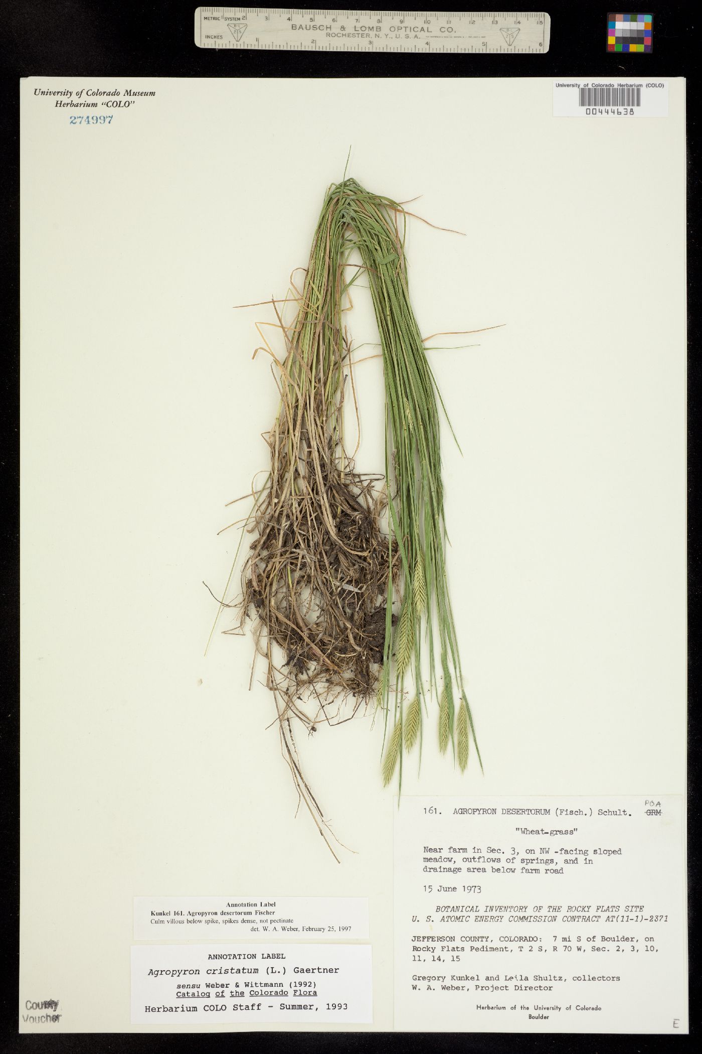 Agropyron desertorum image