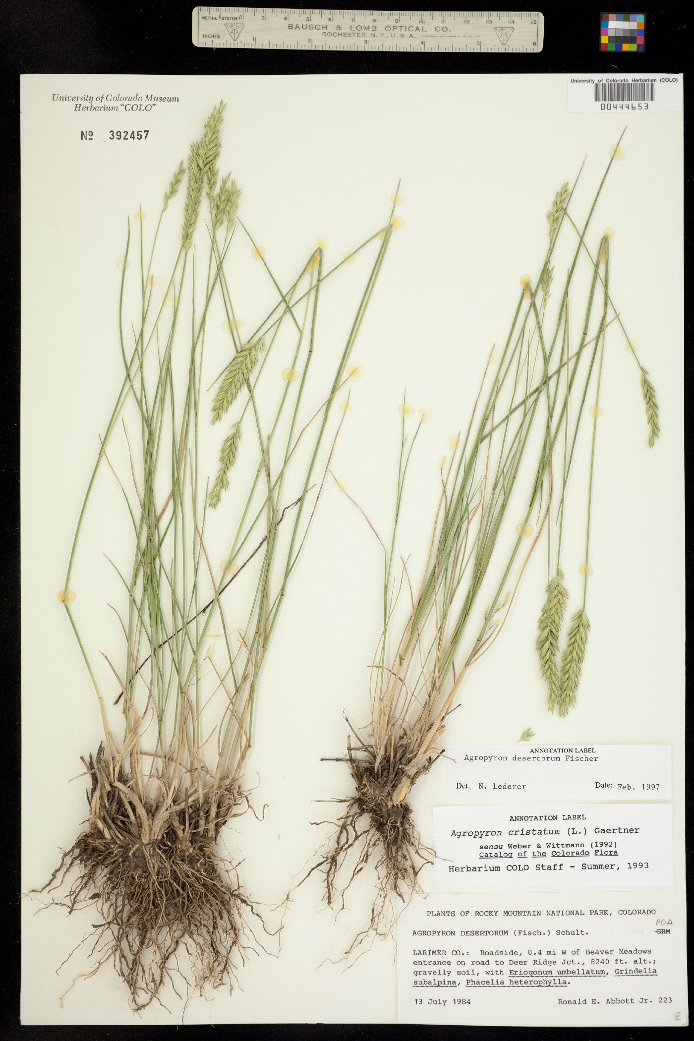 Agropyron desertorum image