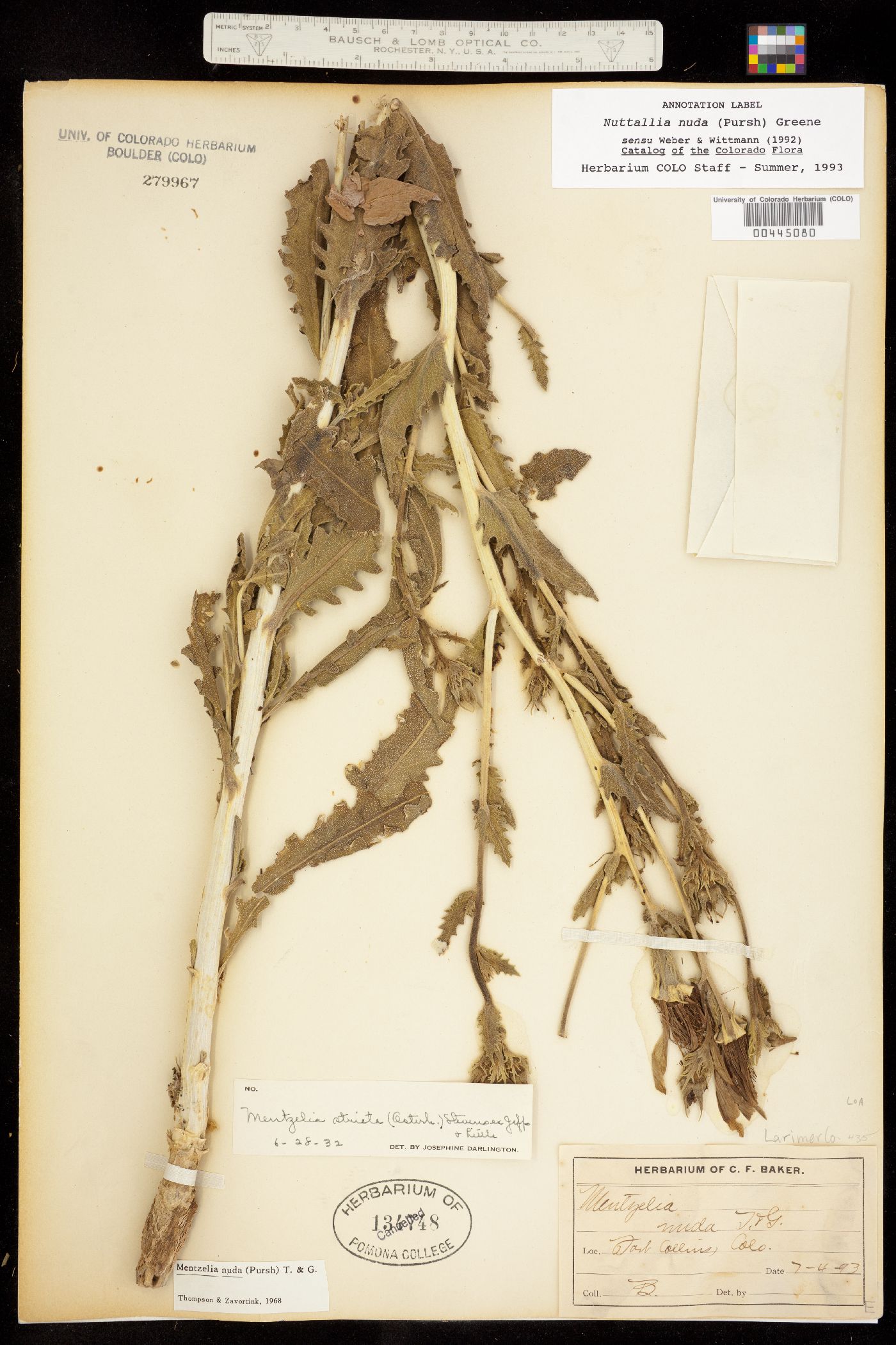 Nuttallia nuda image