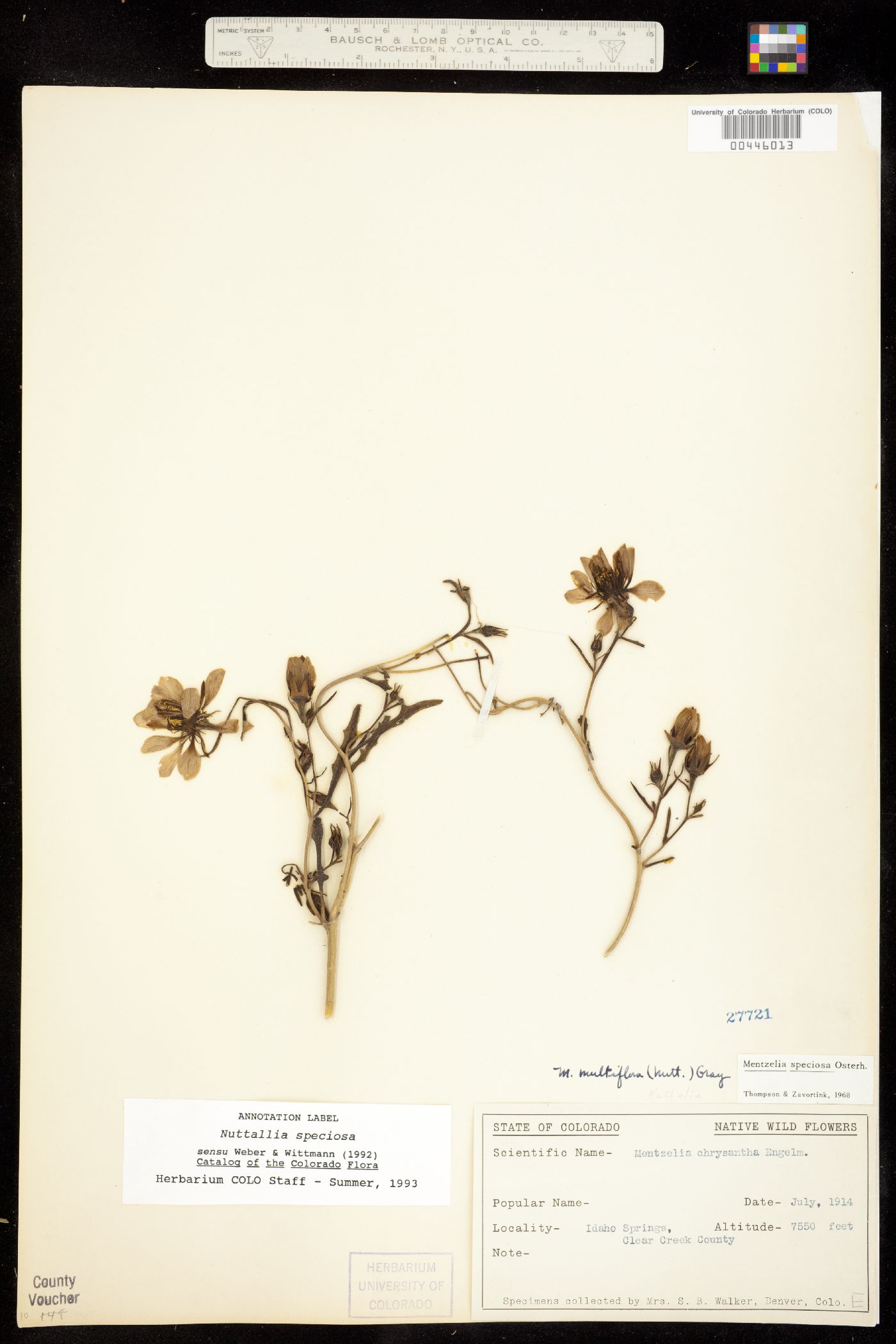 Mentzelia speciosa image