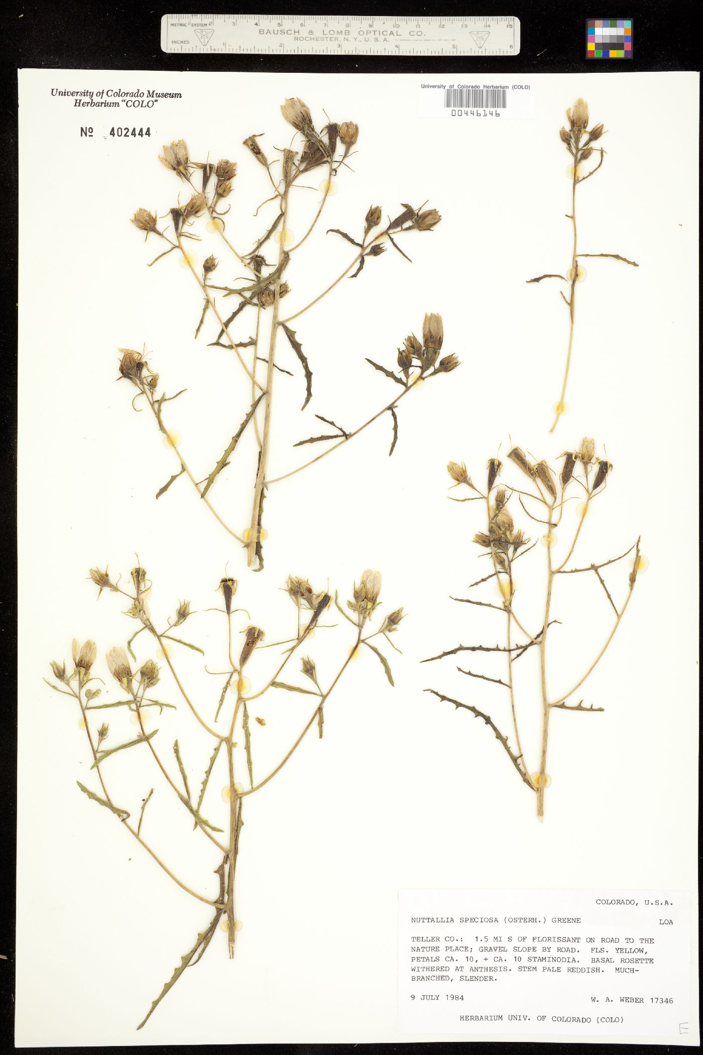 Loasaceae image