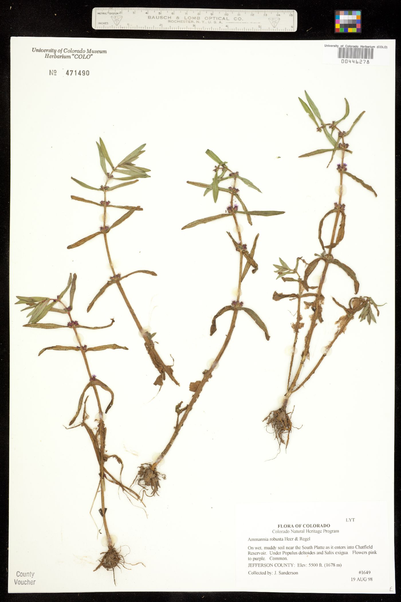 Ammannia robusta image