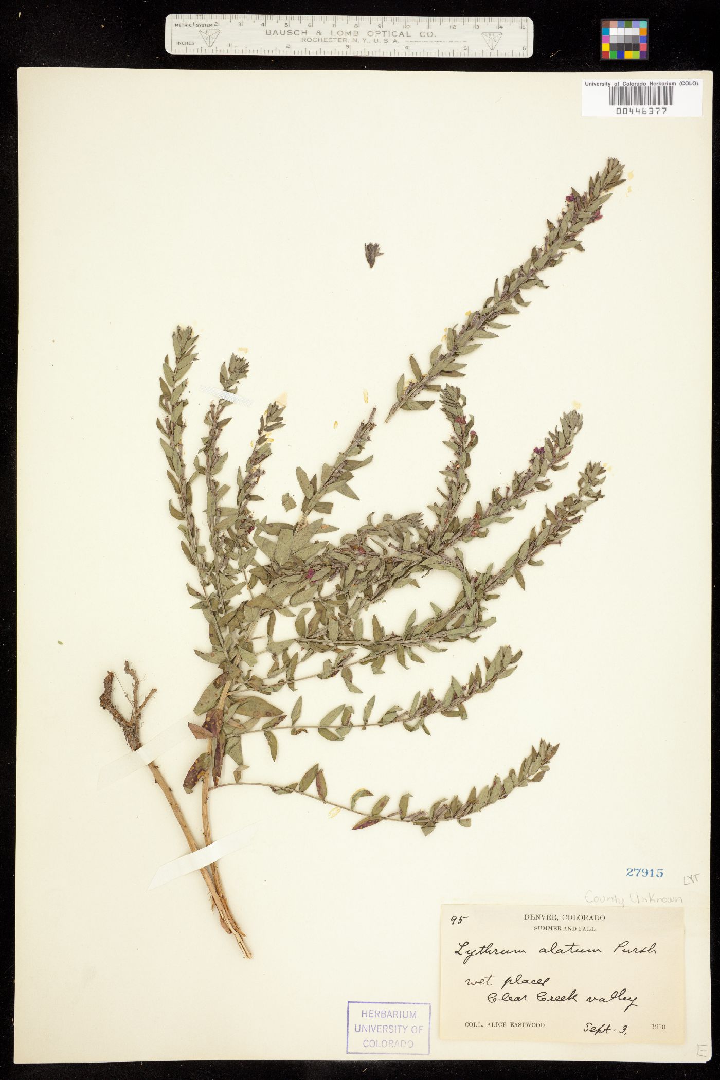 Lythrum alatum image