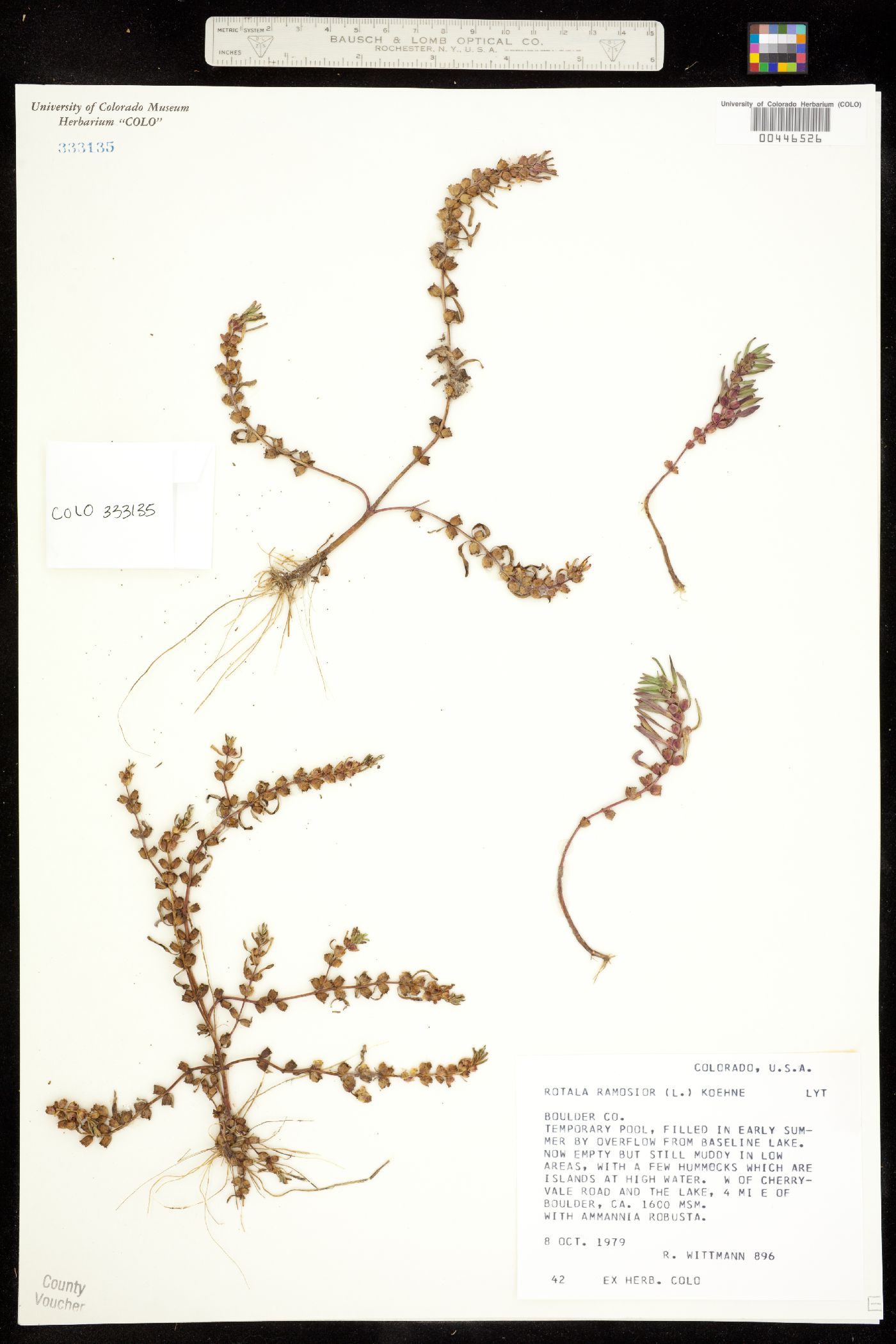 Rotala ramosior image