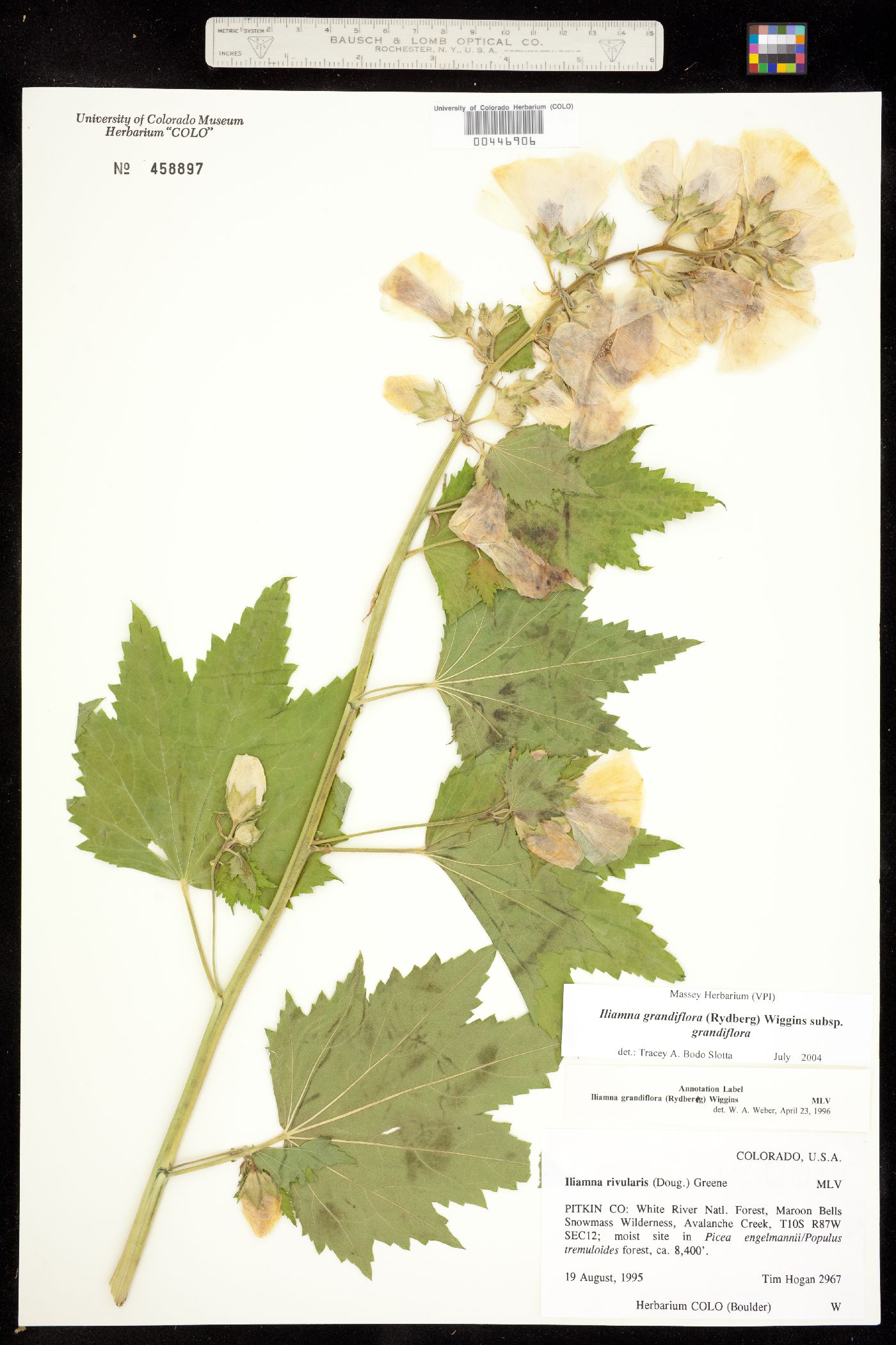 Iliamna grandiflora image