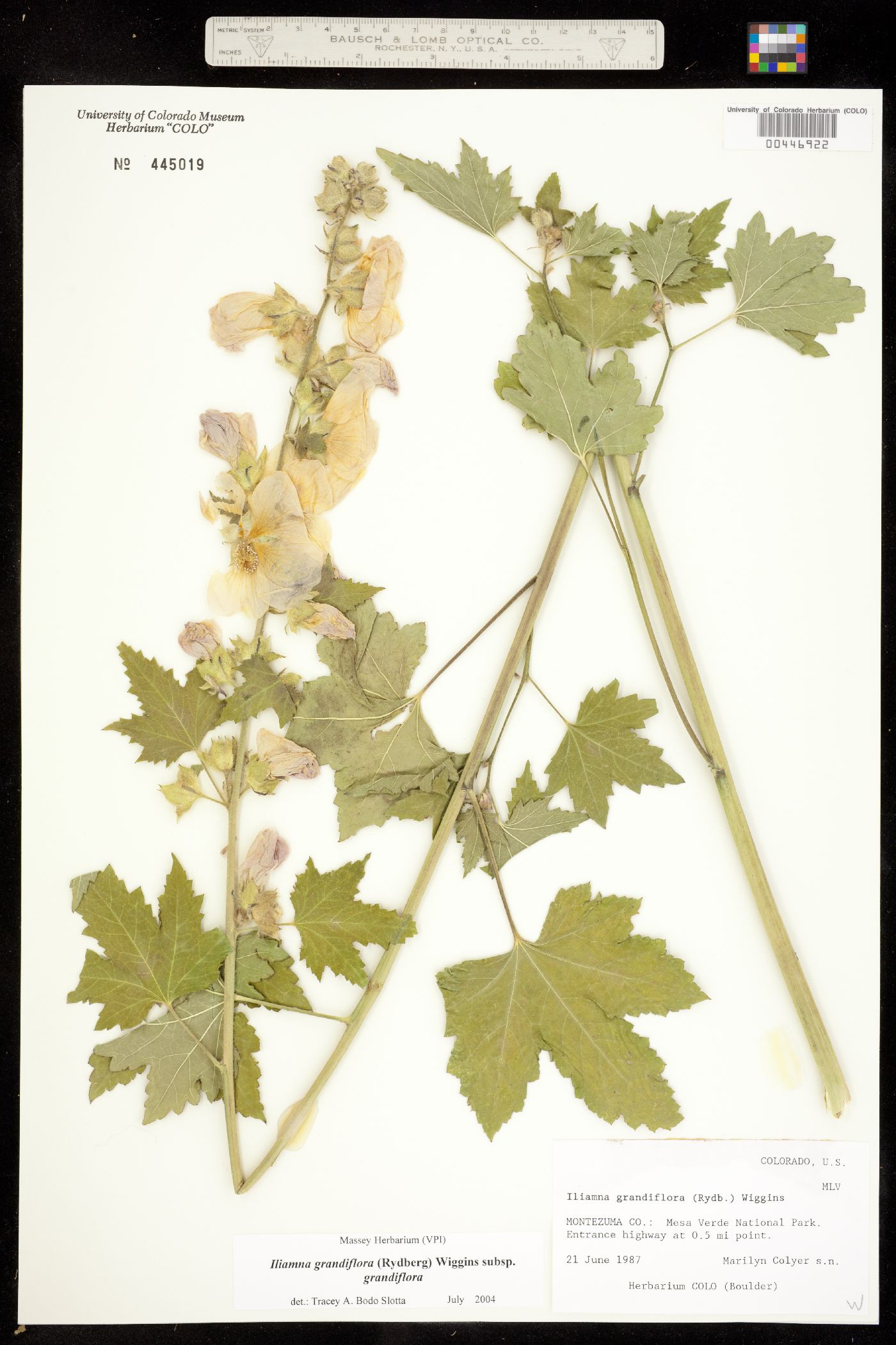 Iliamna grandiflora image