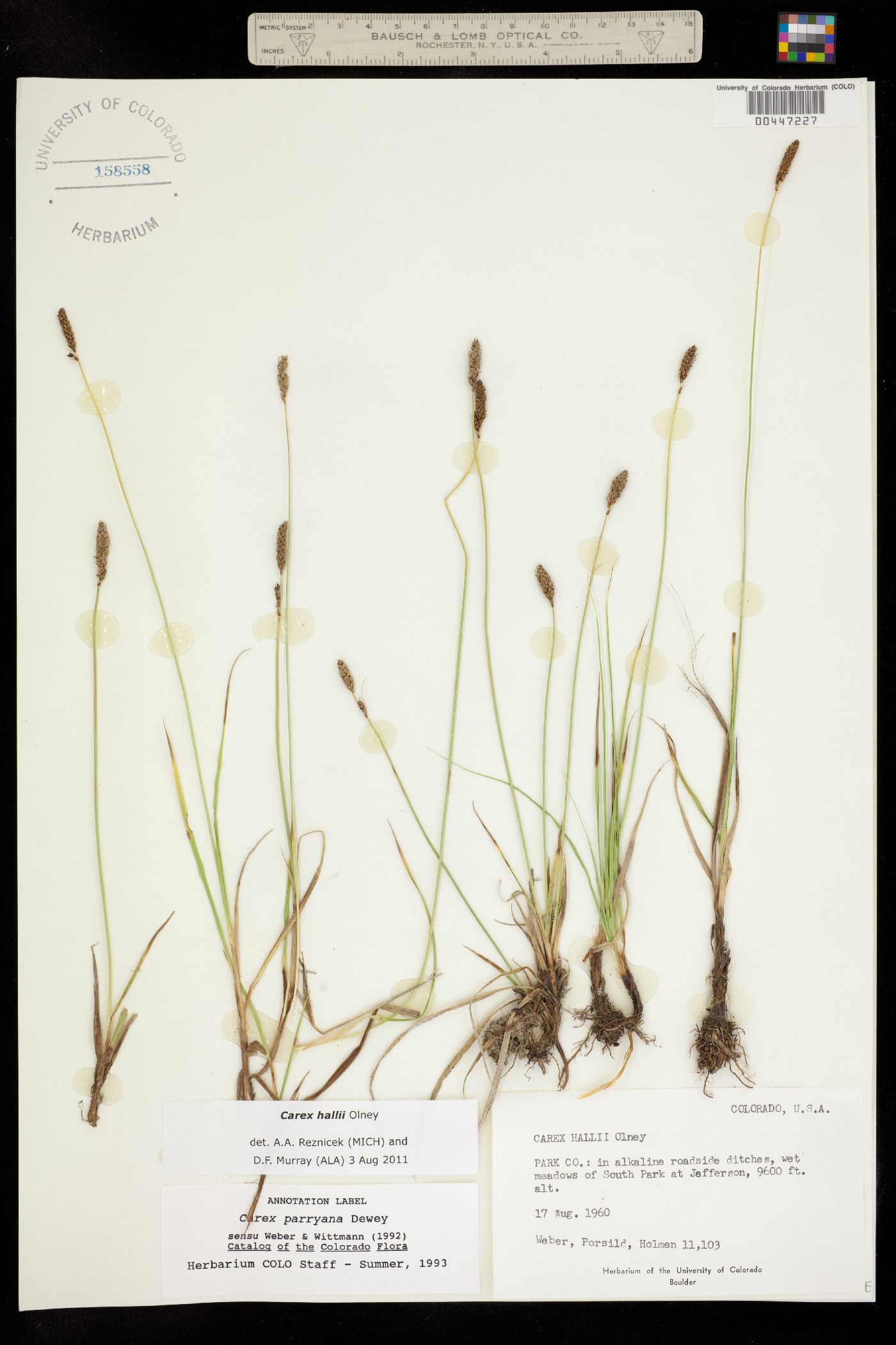 Carex parryana image