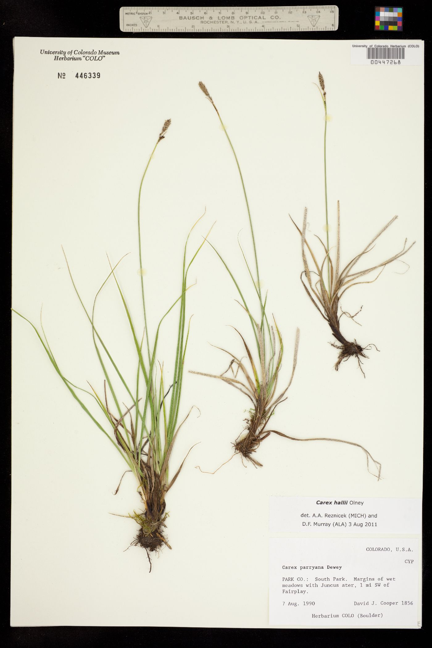Carex hallii image