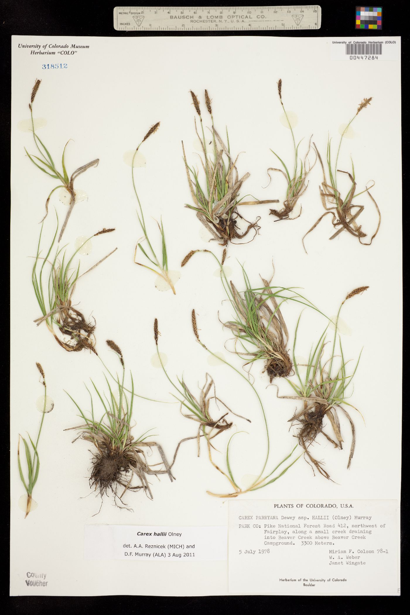 Carex parryana image