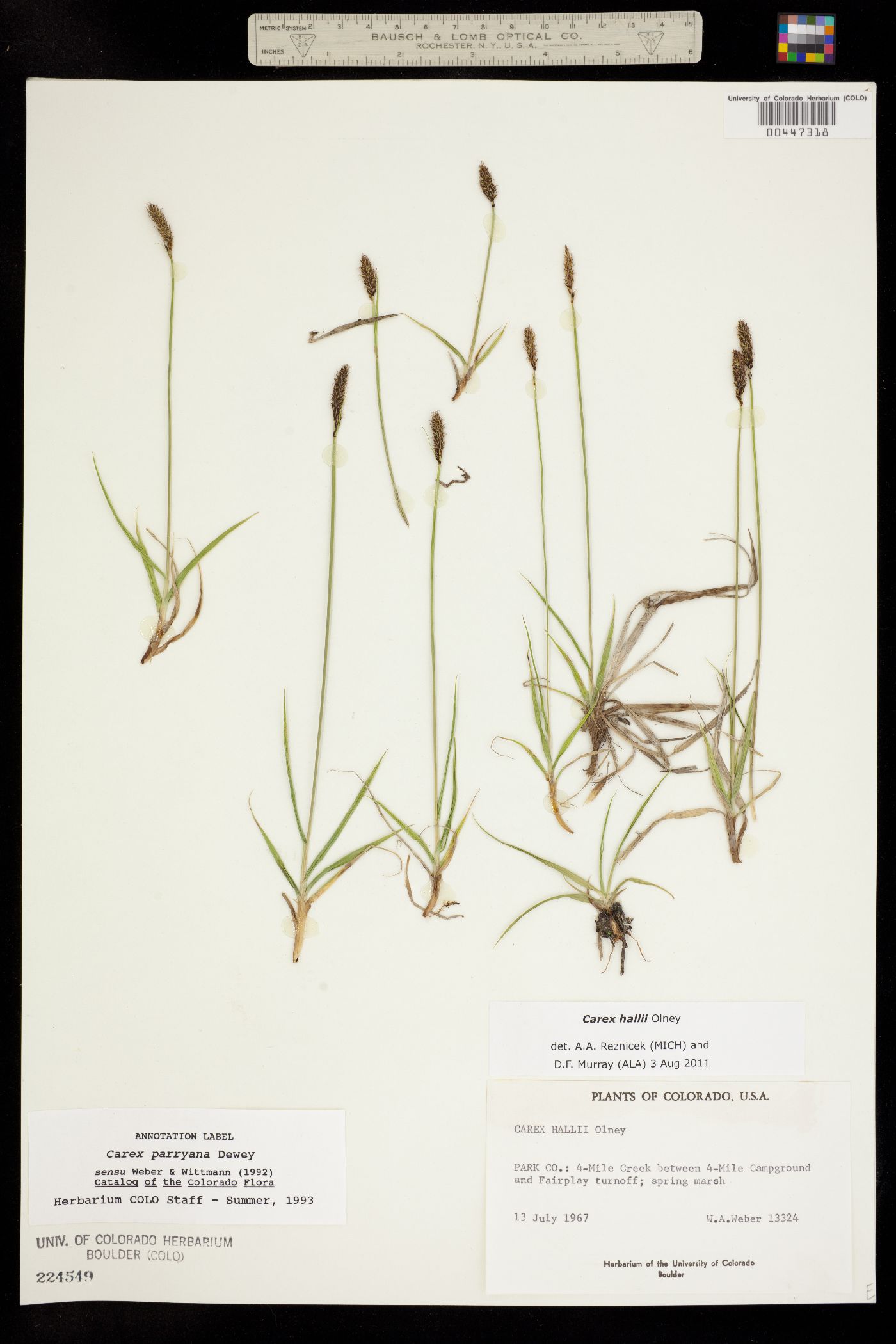 Carex parryana subsp. hallii image